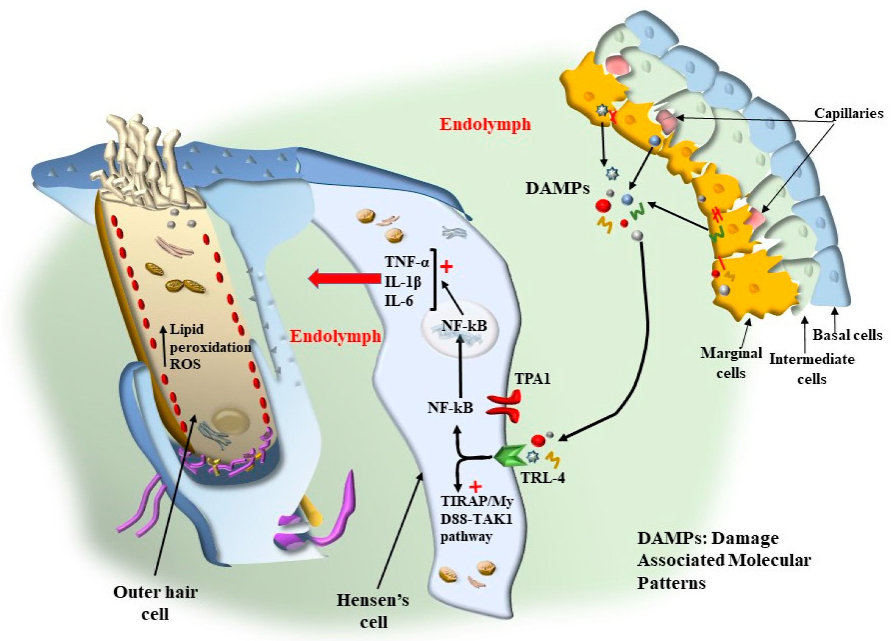 Ijms 24 16664 g019 Ijms 24 16664 g019