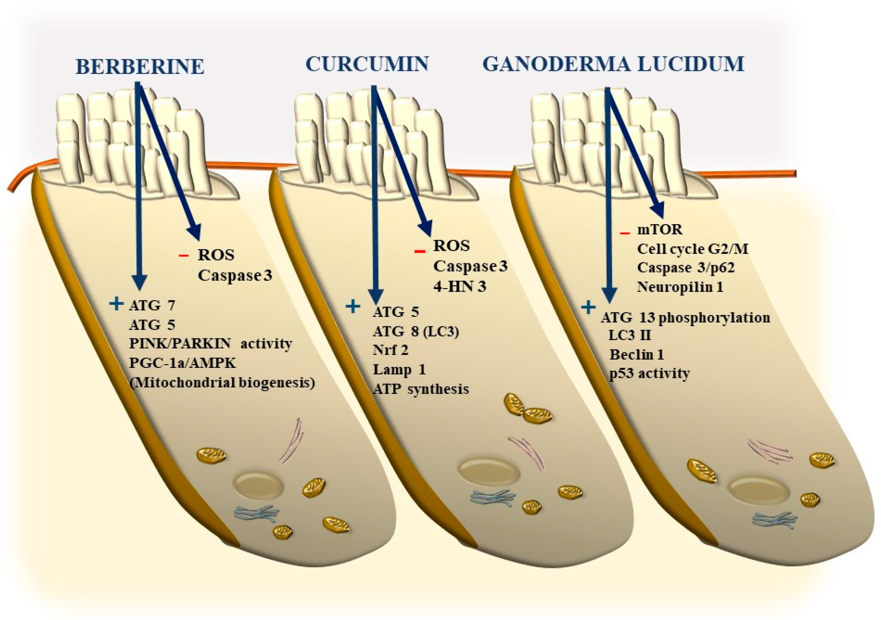 Ijms 24 16664 g021 Ijms 24 16664 g021