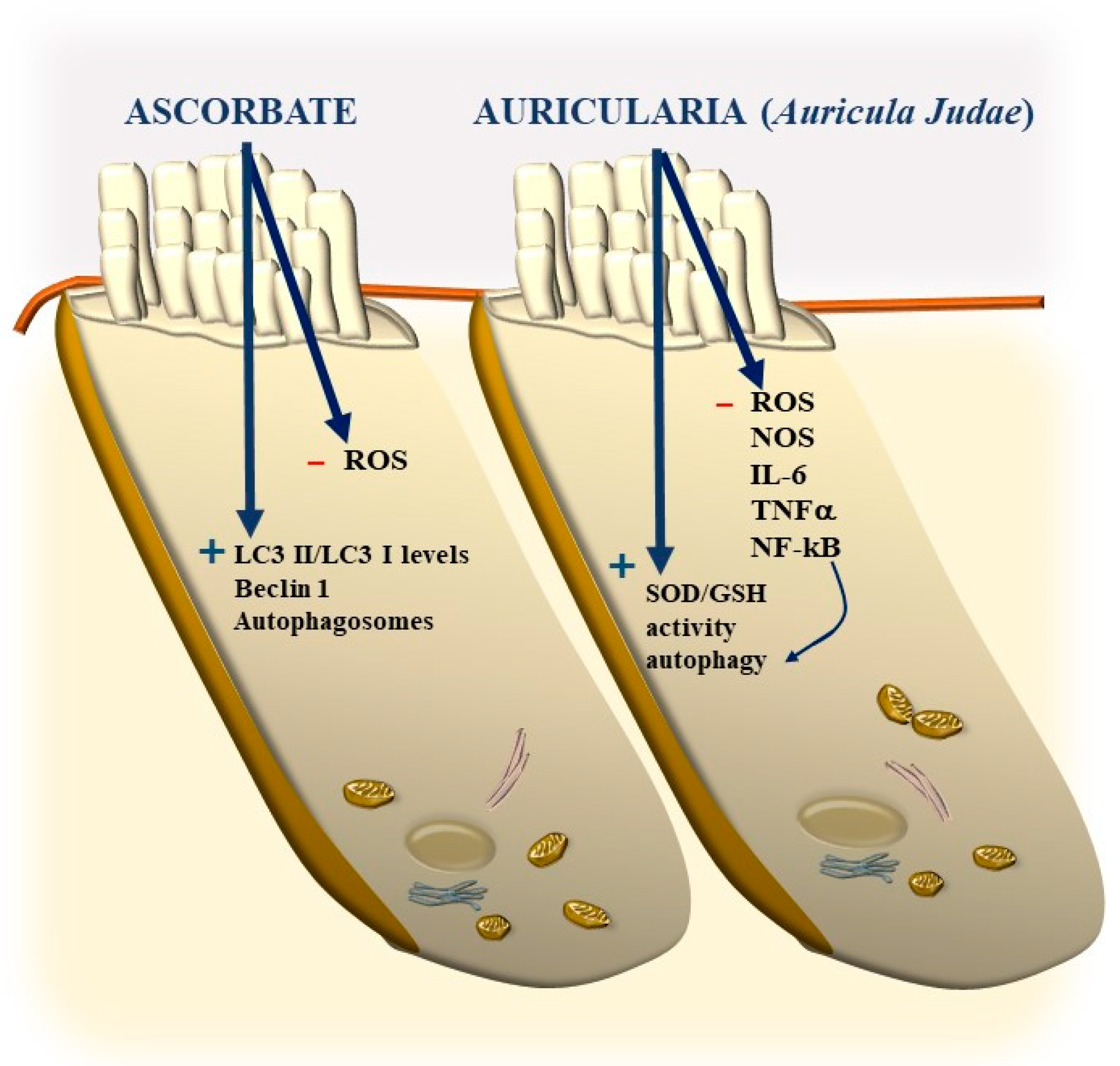 Ijms 24 16664 g022 Ijms 24 16664 g022