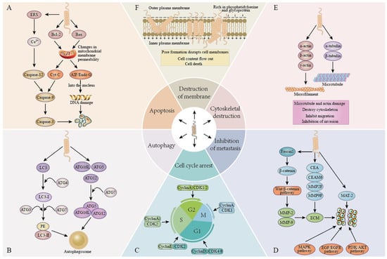 Host defense peptides combined with MTA extract increase the