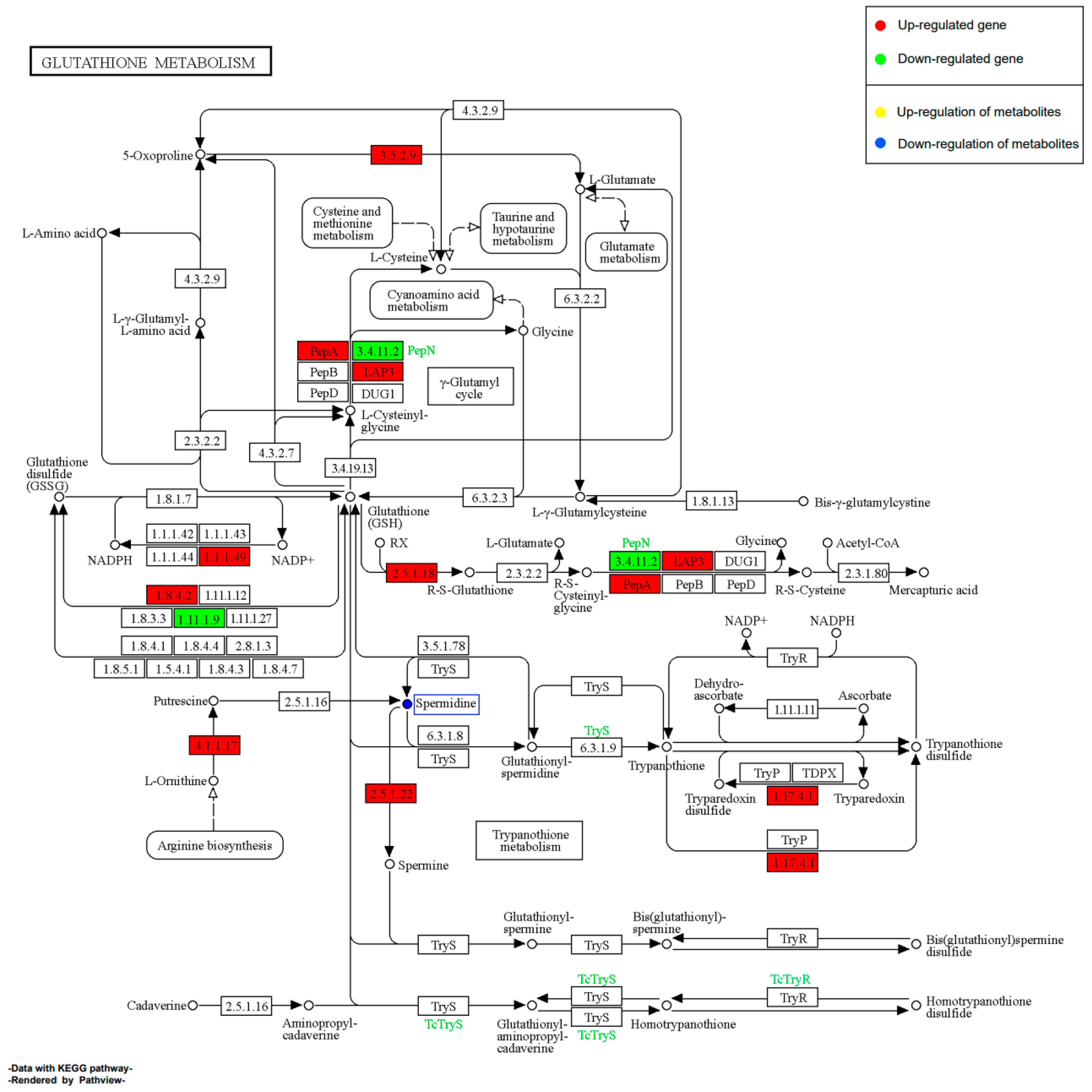 IJMS | Free Full-Text | Dynamic Interplay of Metabolic and ...