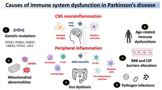 IJMS | Free Full-Text | The Role of Immune Dysfunction in Parkinson’s ...