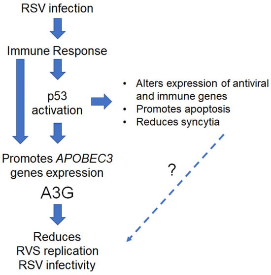 IJMS | Free Full-Text | APOBEC3G Is A P53-Dependent Restriction Factor ...