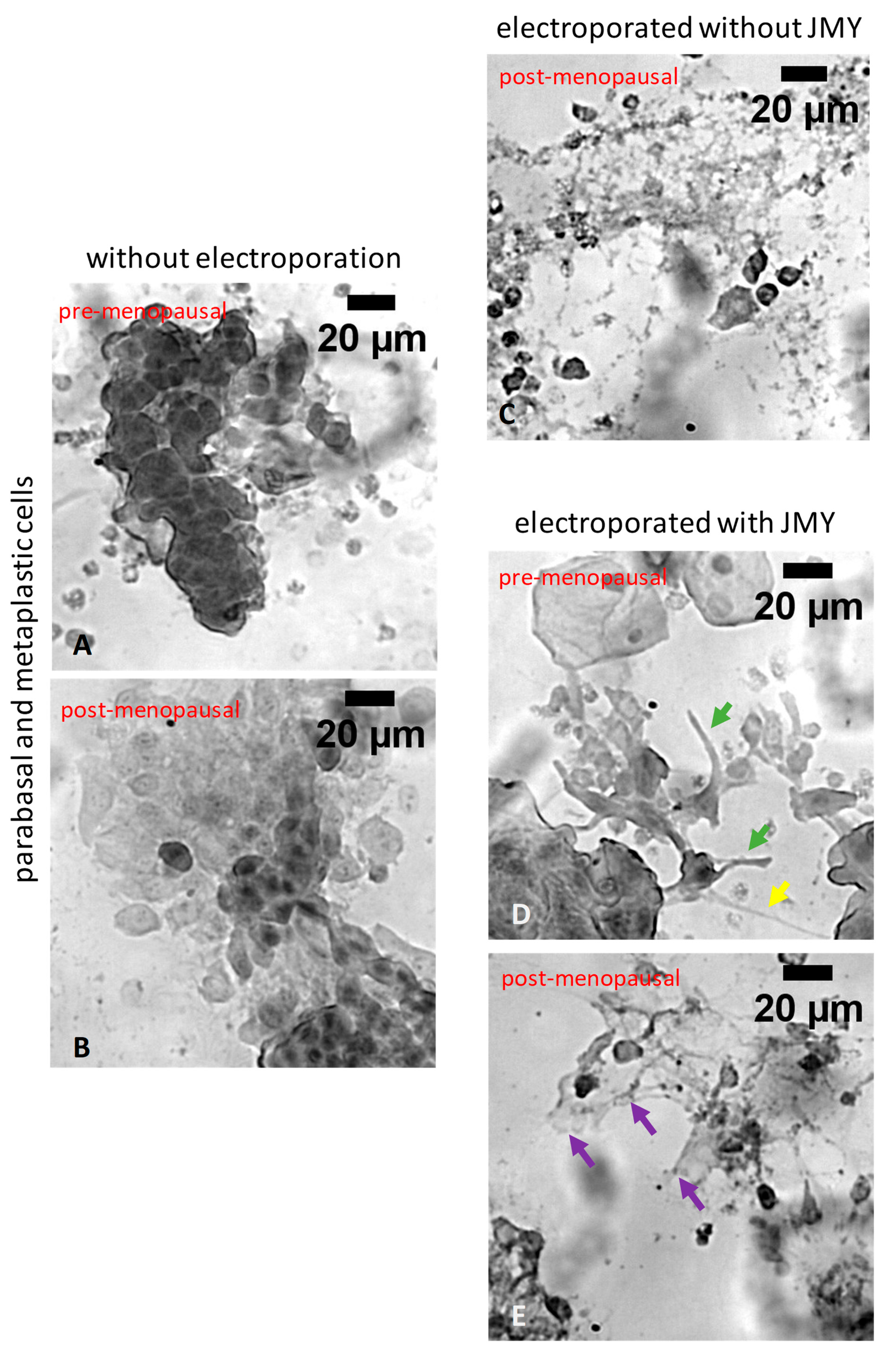 Ijms 24 16863 g006 Ijms 24 16863 g006