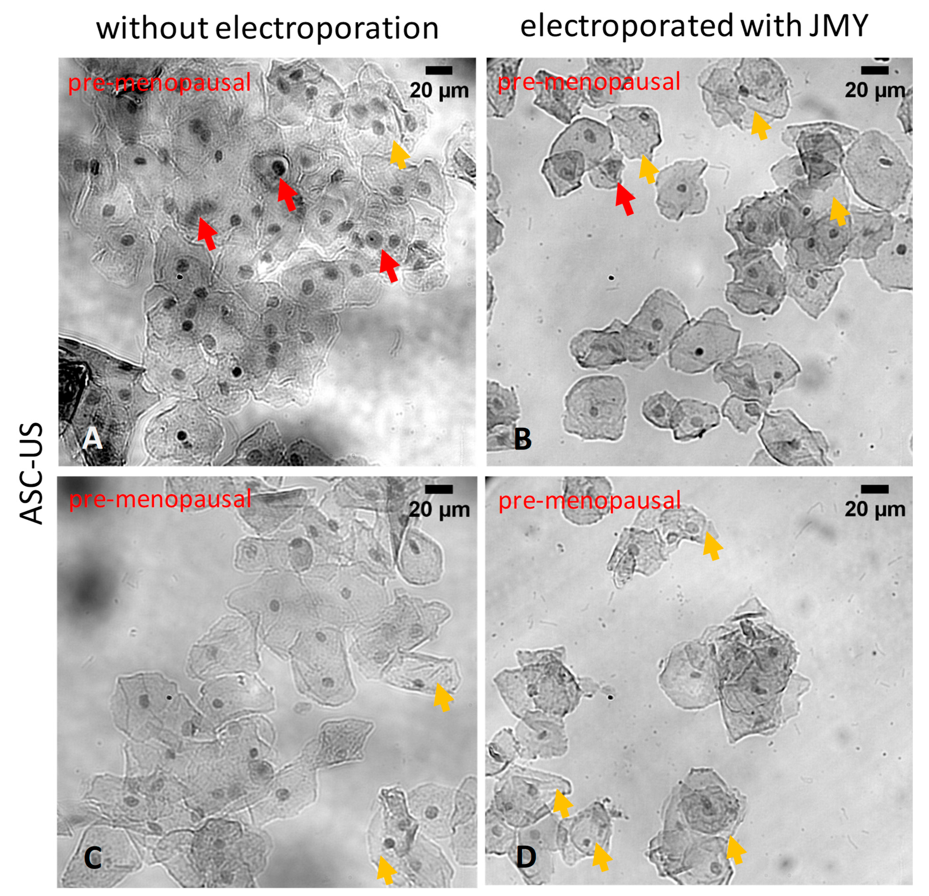 Ijms 24 16863 g008 Ijms 24 16863 g008