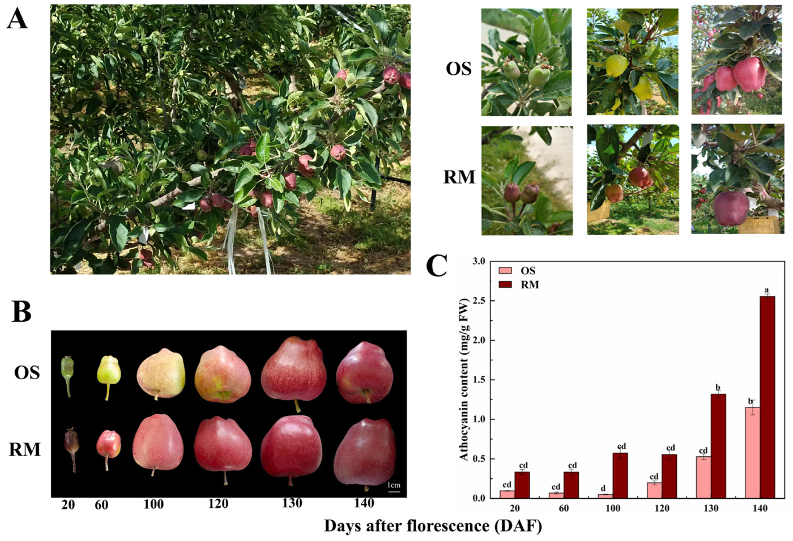 Fruit growth of the three phenotypically different apple varieties. a