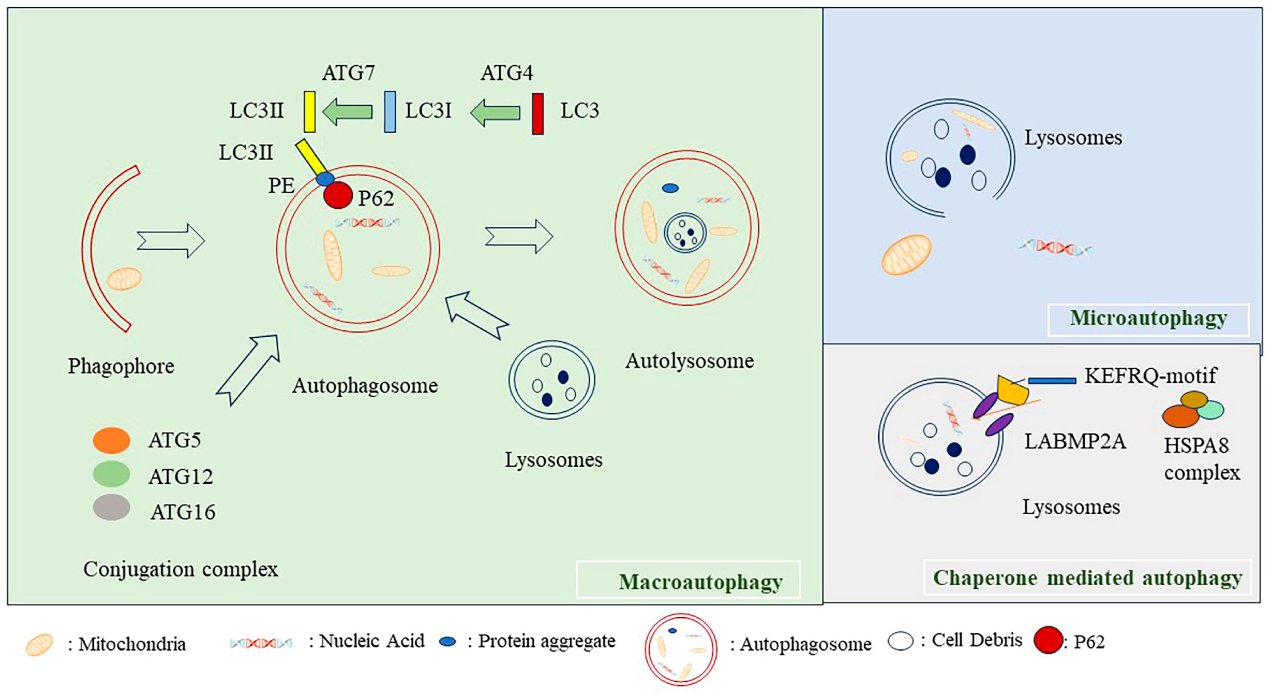 Ijms 24 16880 g001 Ijms 24 16880 g001