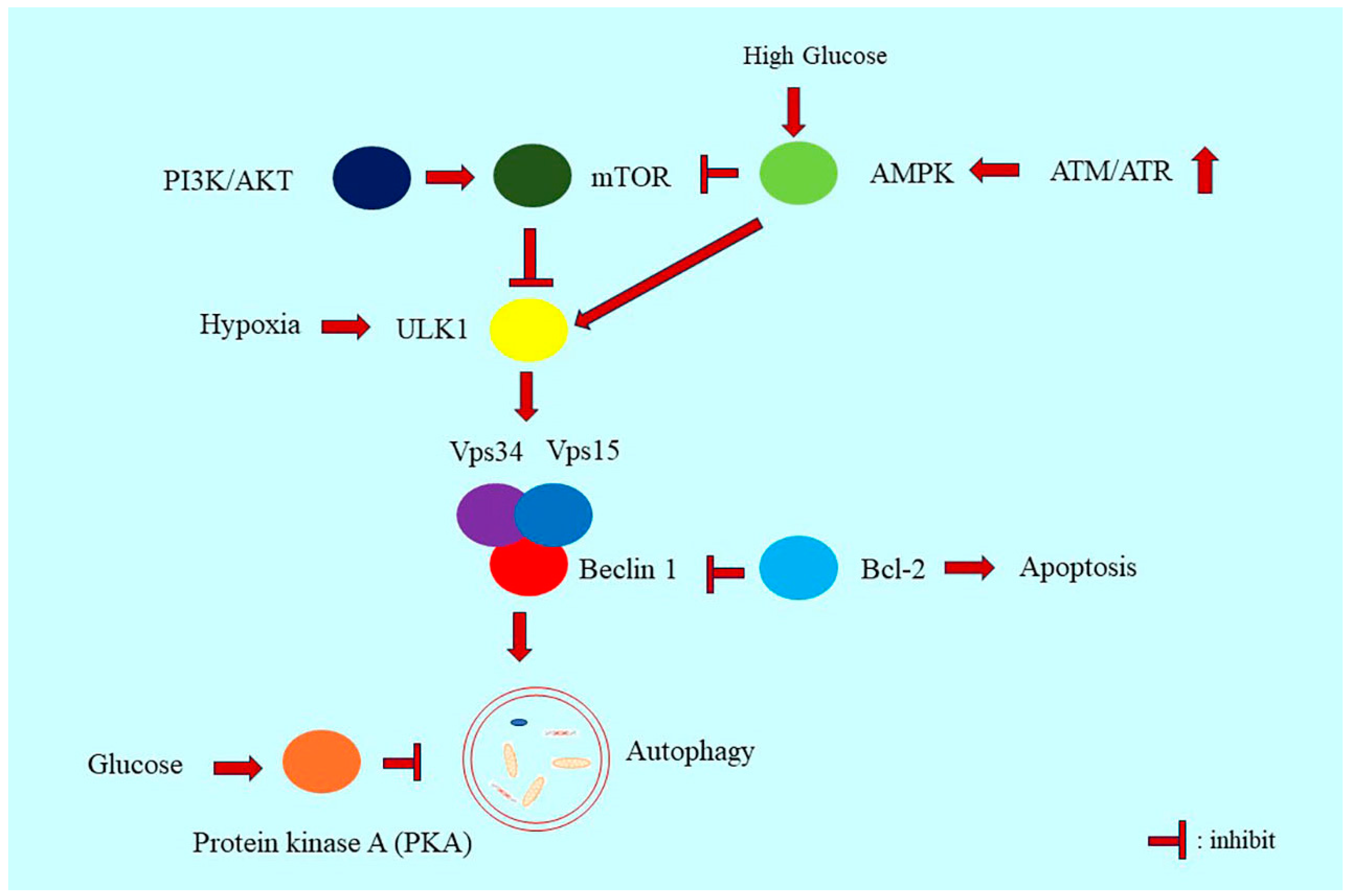 Ijms 24 16880 g002 Ijms 24 16880 g002