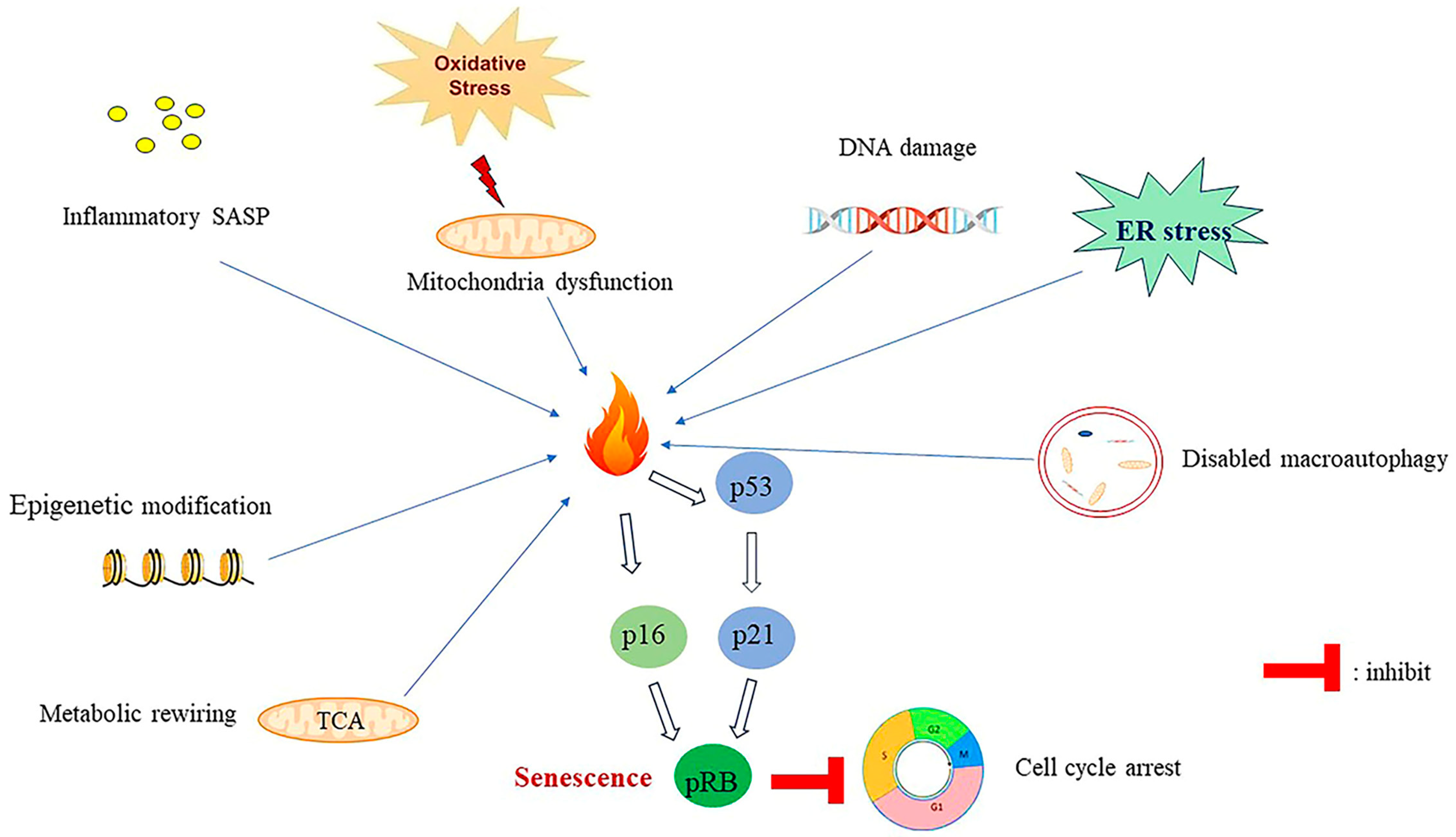 Ijms 24 16880 g003 Ijms 24 16880 g003