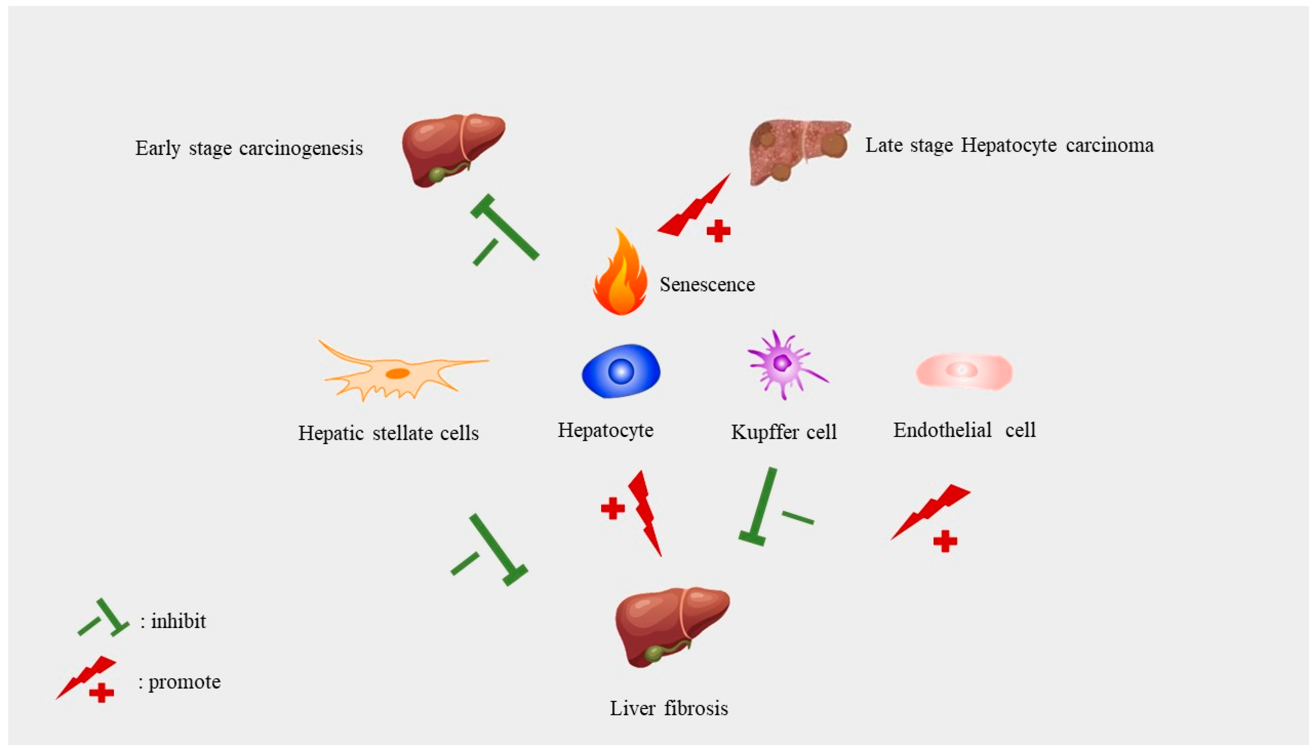 Ijms 24 16880 g004 Ijms 24 16880 g004