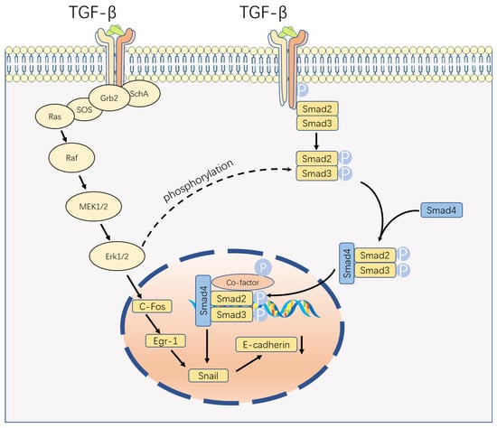 https://www.mdpi.com/ijms/ijms-24-16882/article_deploy/html/images/ijms-24-16882-g001-550.jpg