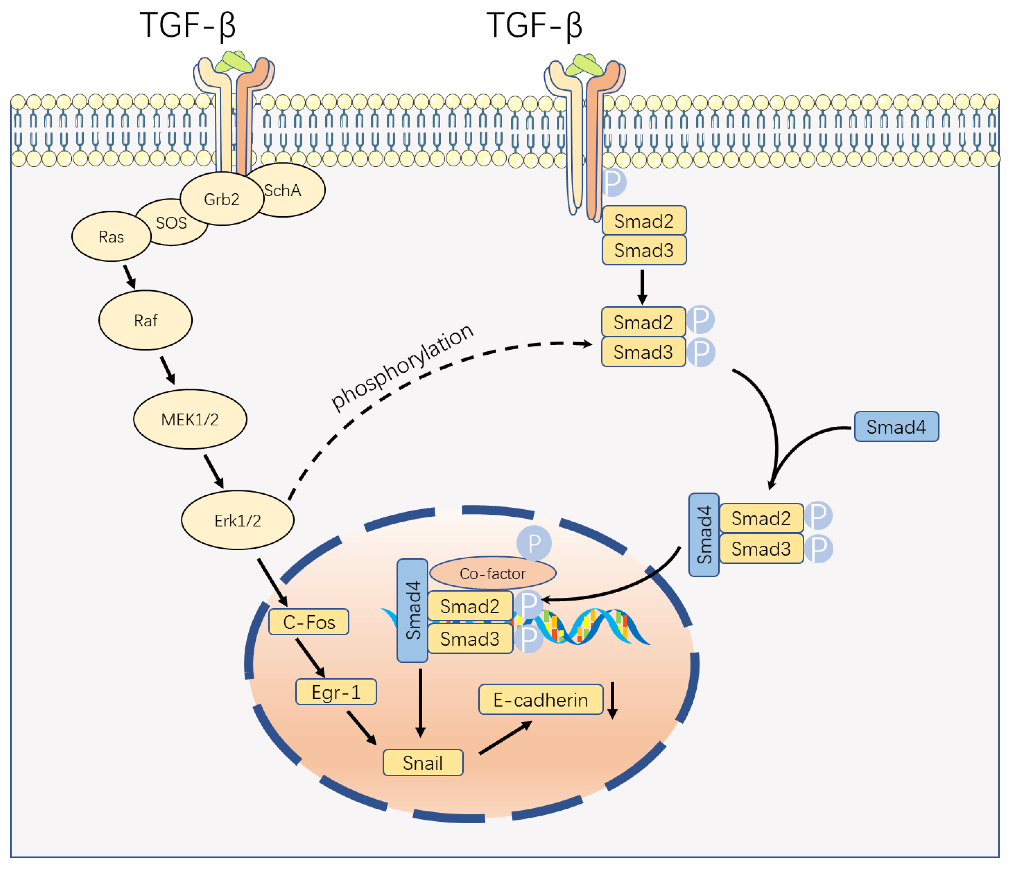 IJMS | Free Full-Text | The Role of TGF-β during Pregnancy and ...