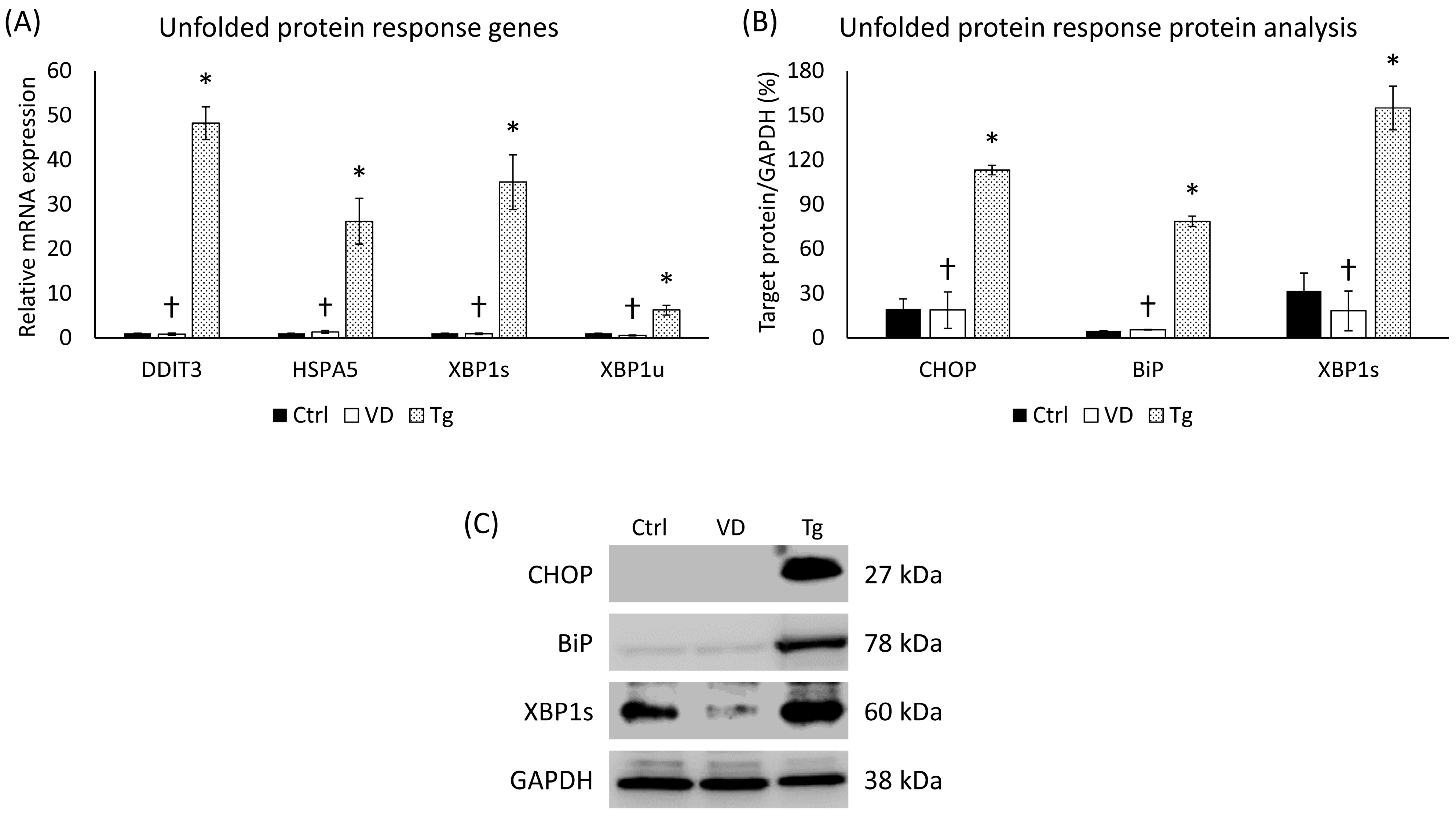 Ijms 24 16883 g001 Ijms 24 16883 g001