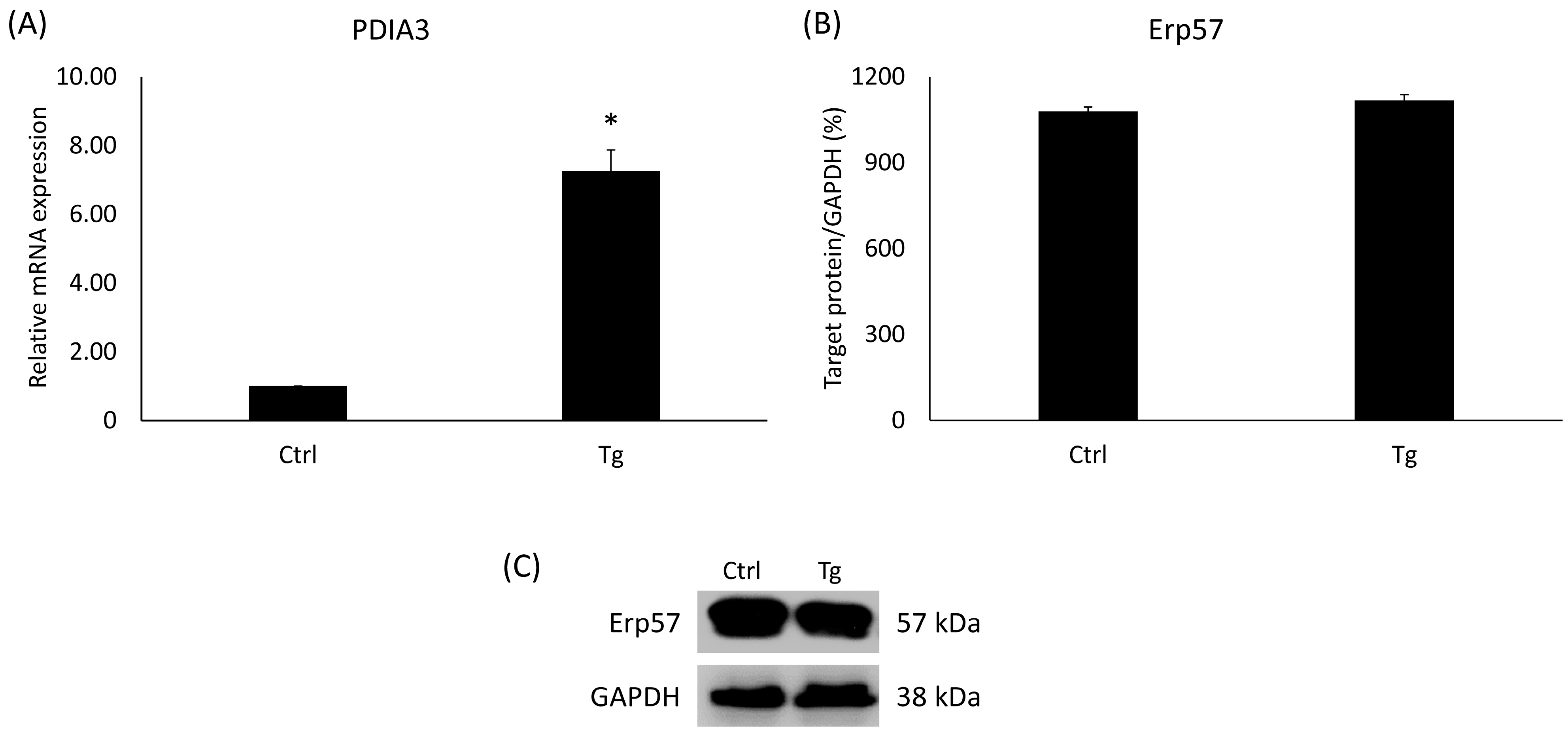 Ijms 24 16883 g002 Ijms 24 16883 g002
