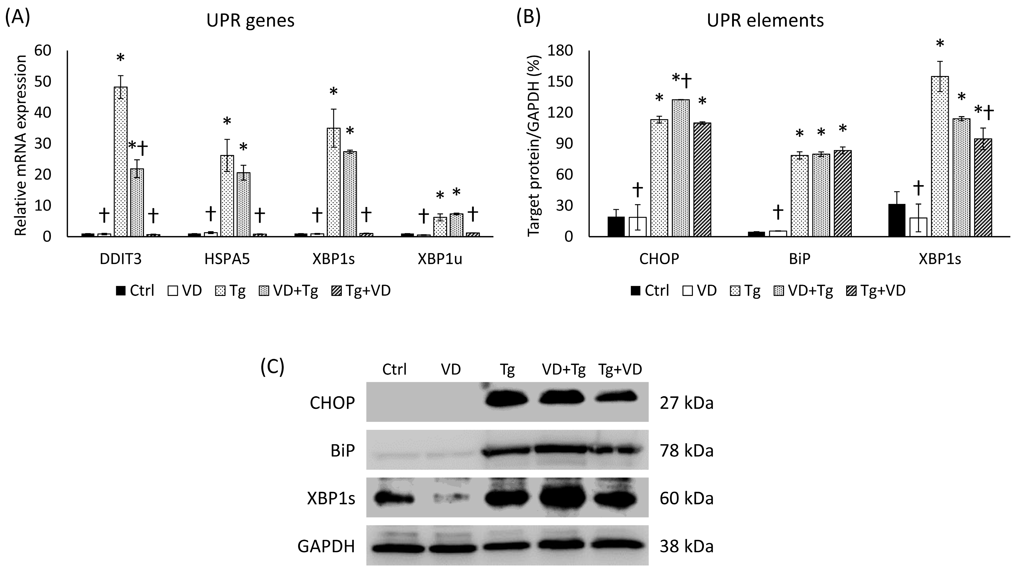 Ijms 24 16883 g004 Ijms 24 16883 g004