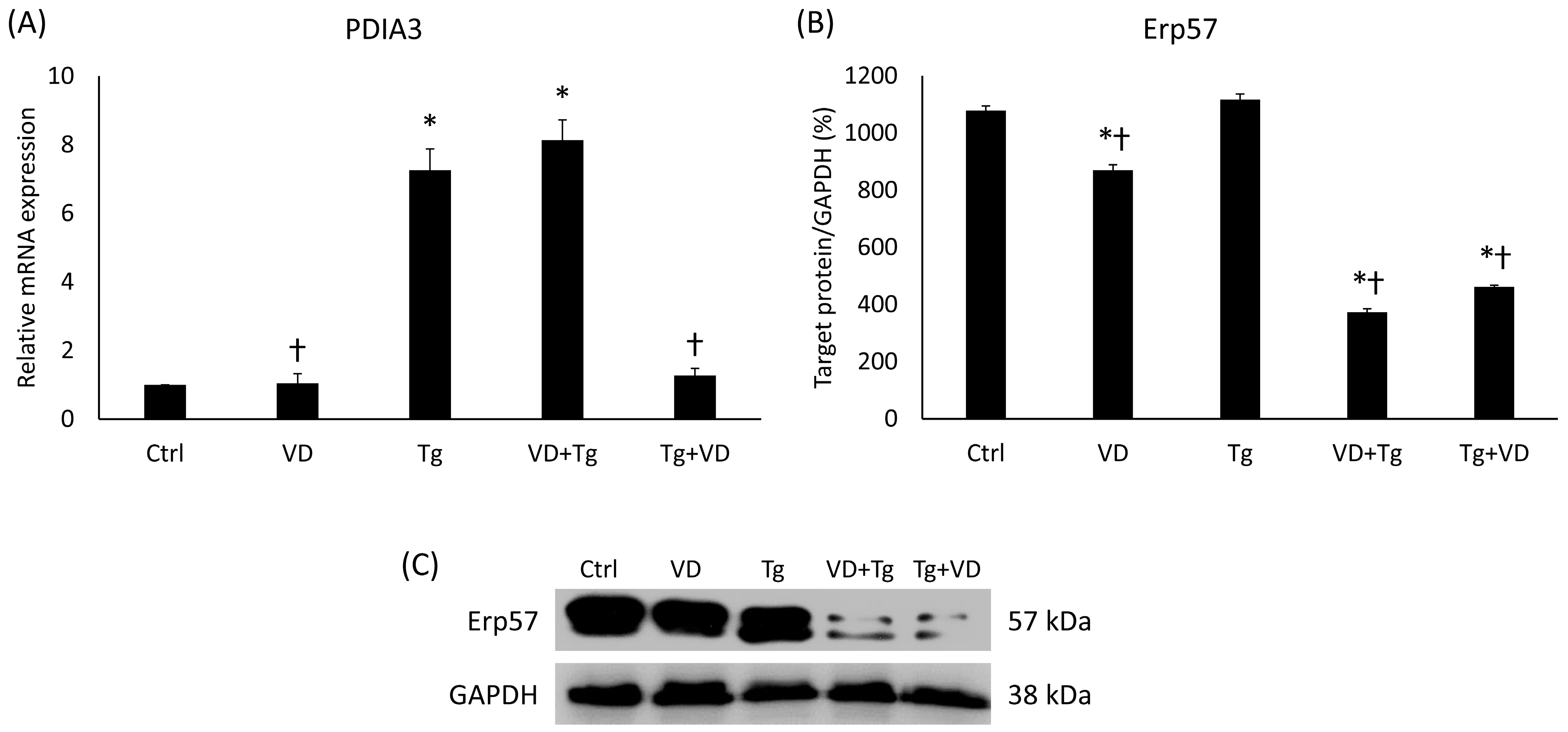 Ijms 24 16883 g005 Ijms 24 16883 g005