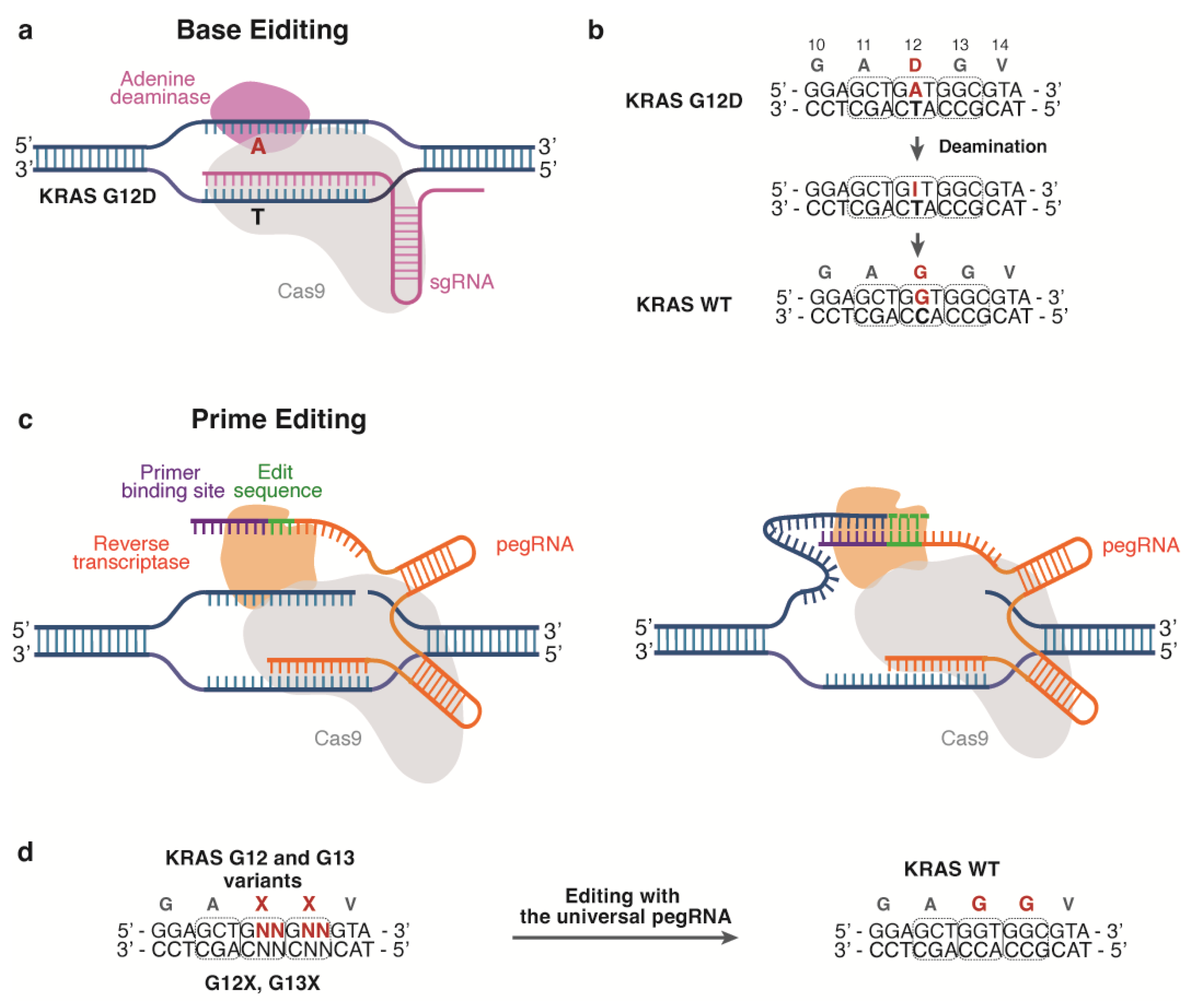 IJMS | Free Full-Text | Nucleic Acid-Based Approaches to Tackle KRAS ...