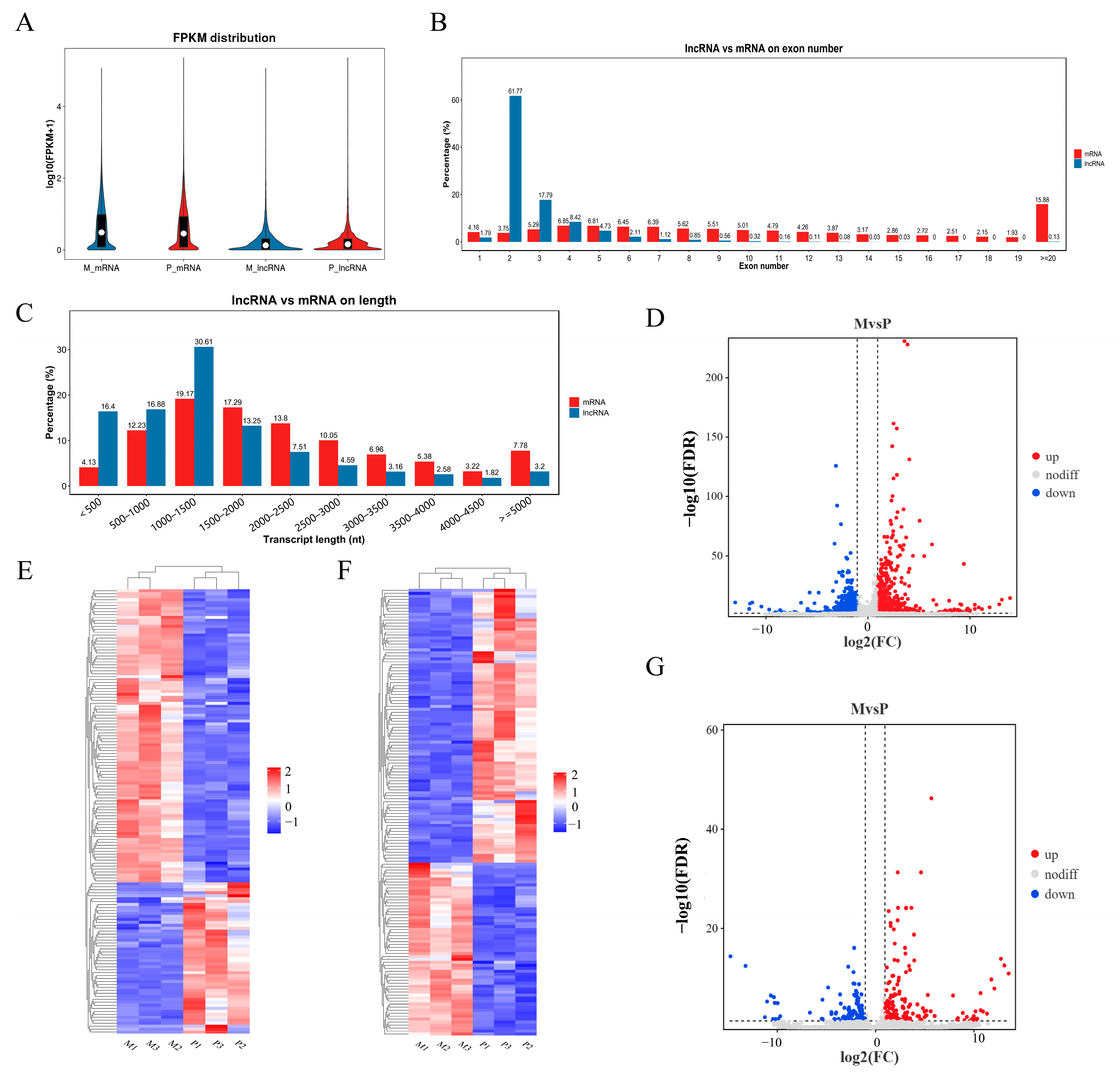 IJMS | Free Full-Text | Transcriptome Analysis Of MRNA And LncRNA ...