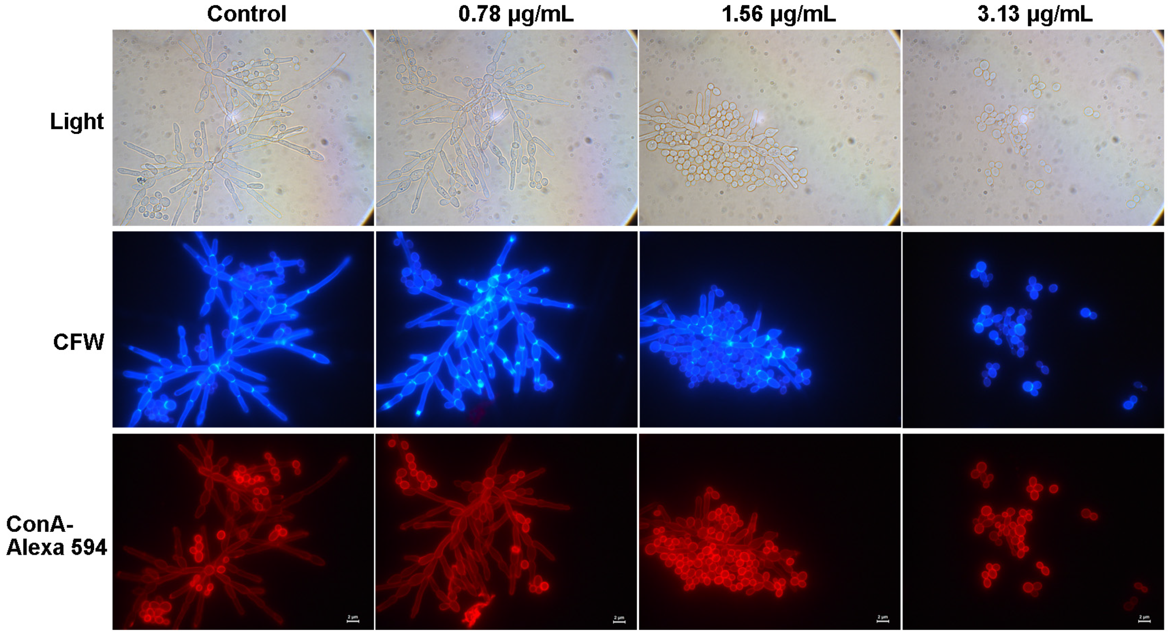 Ijms 24 17026 g006 Ijms 24 17026 g006