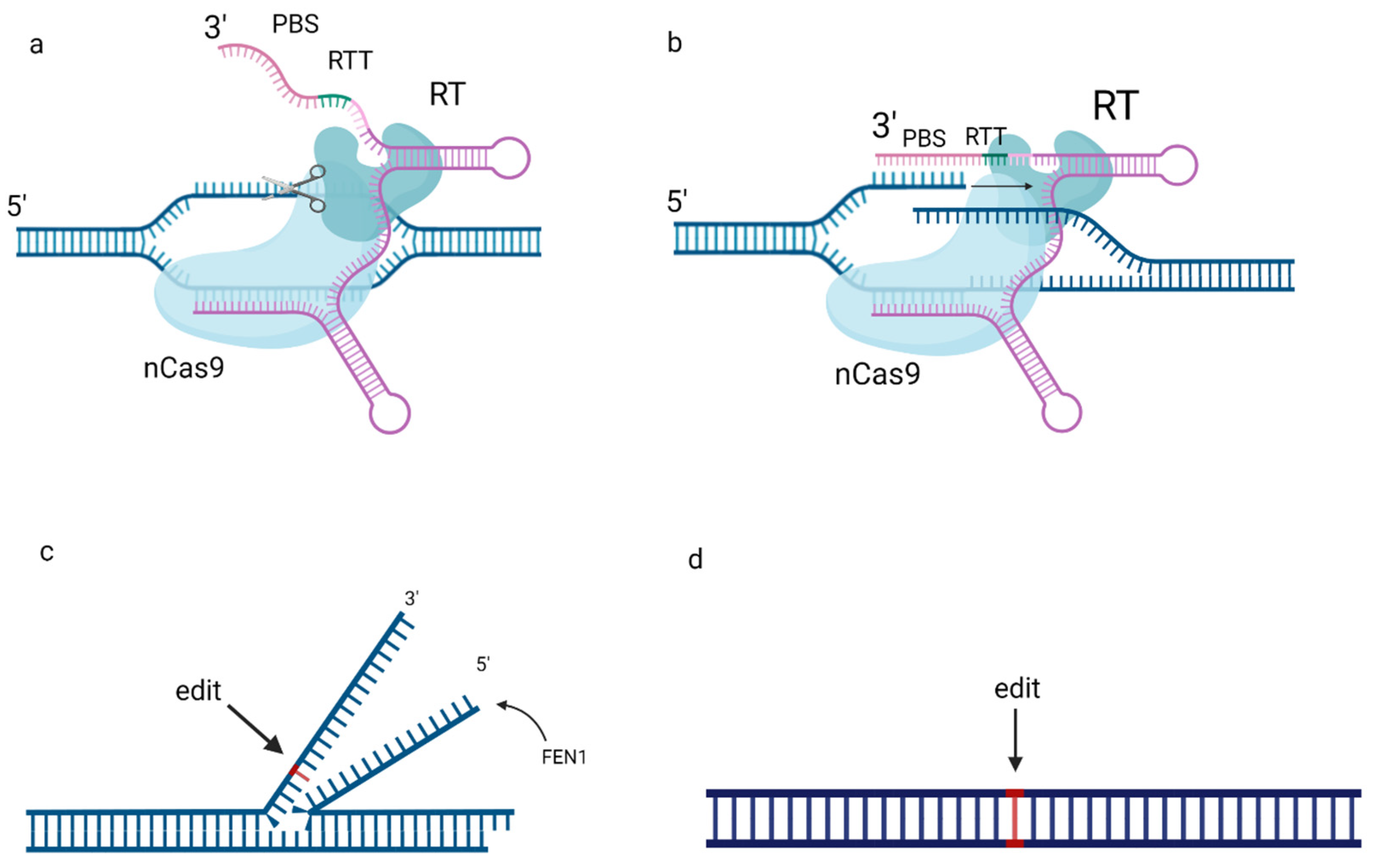 Orientation of flanking sequences neighboring to insertions in long reads