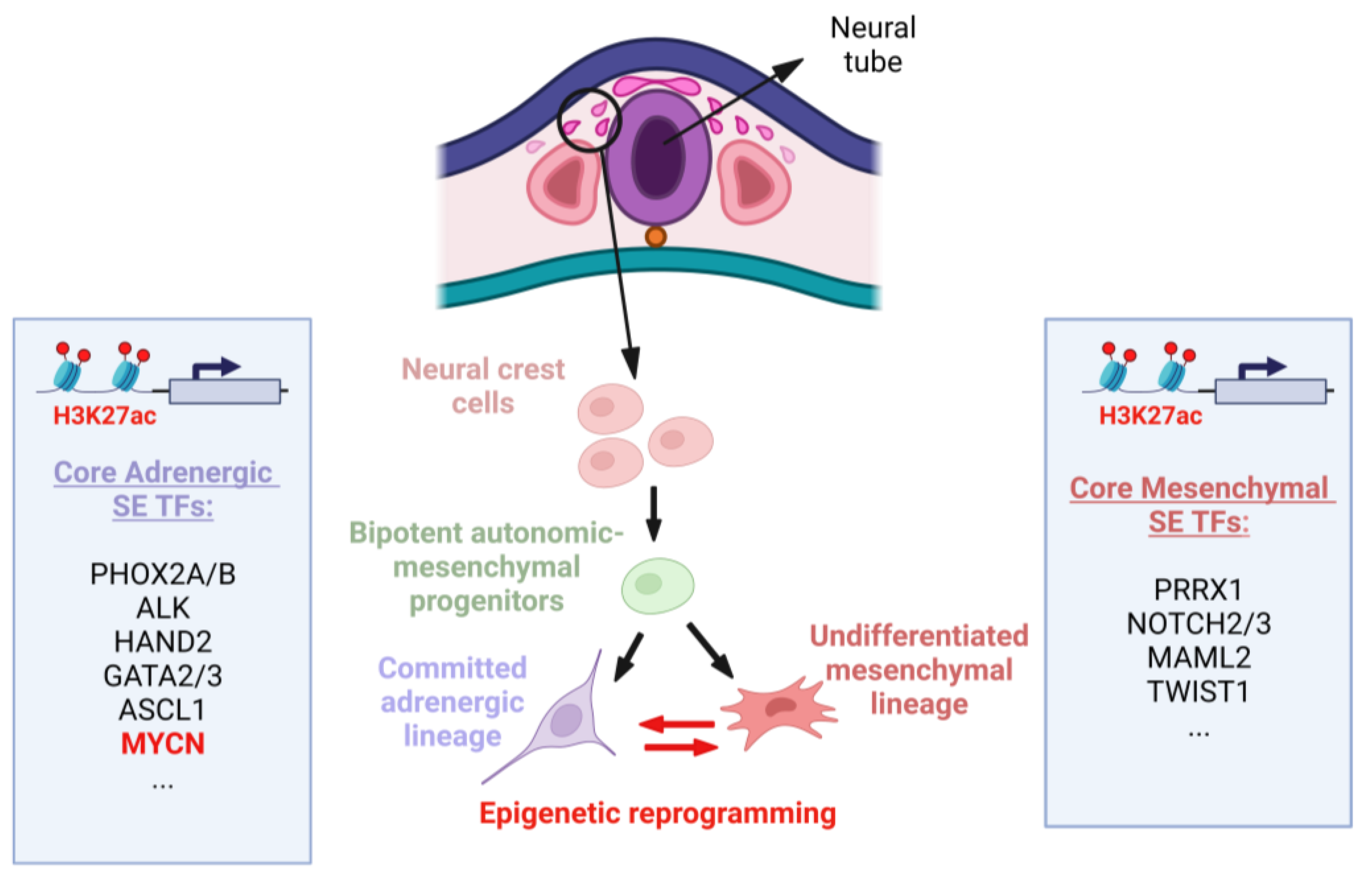 Ijms 24 17085 g002 Ijms 24 17085 g002