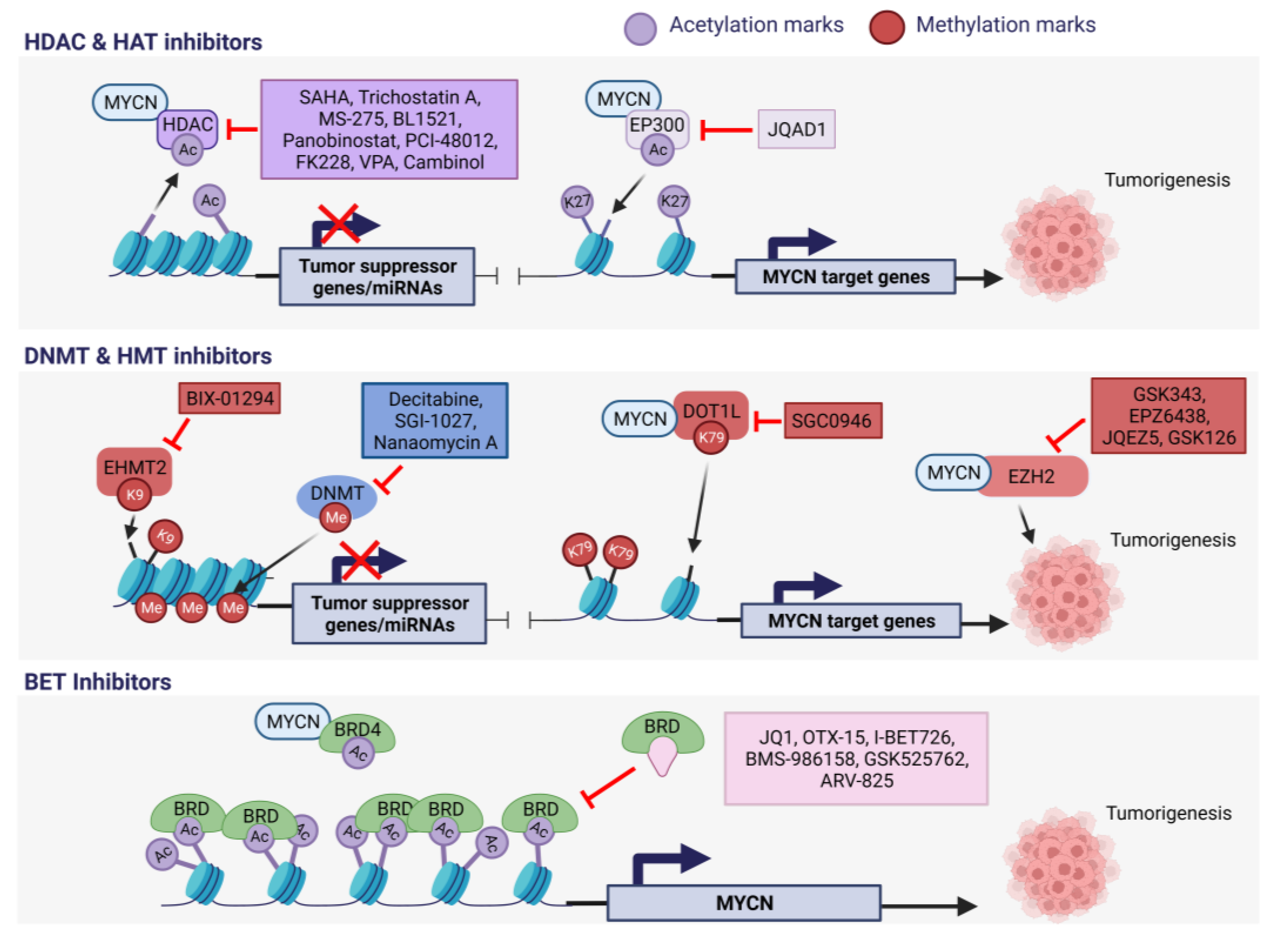 Ijms 24 17085 g003 Ijms 24 17085 g003