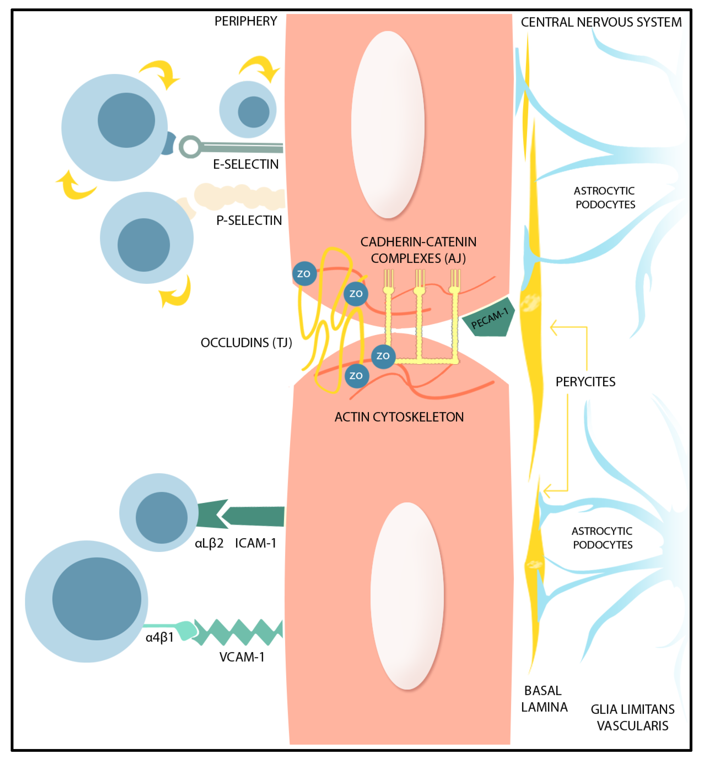 Non-canonical NFκB activation promotes chemokine expression in podocytes