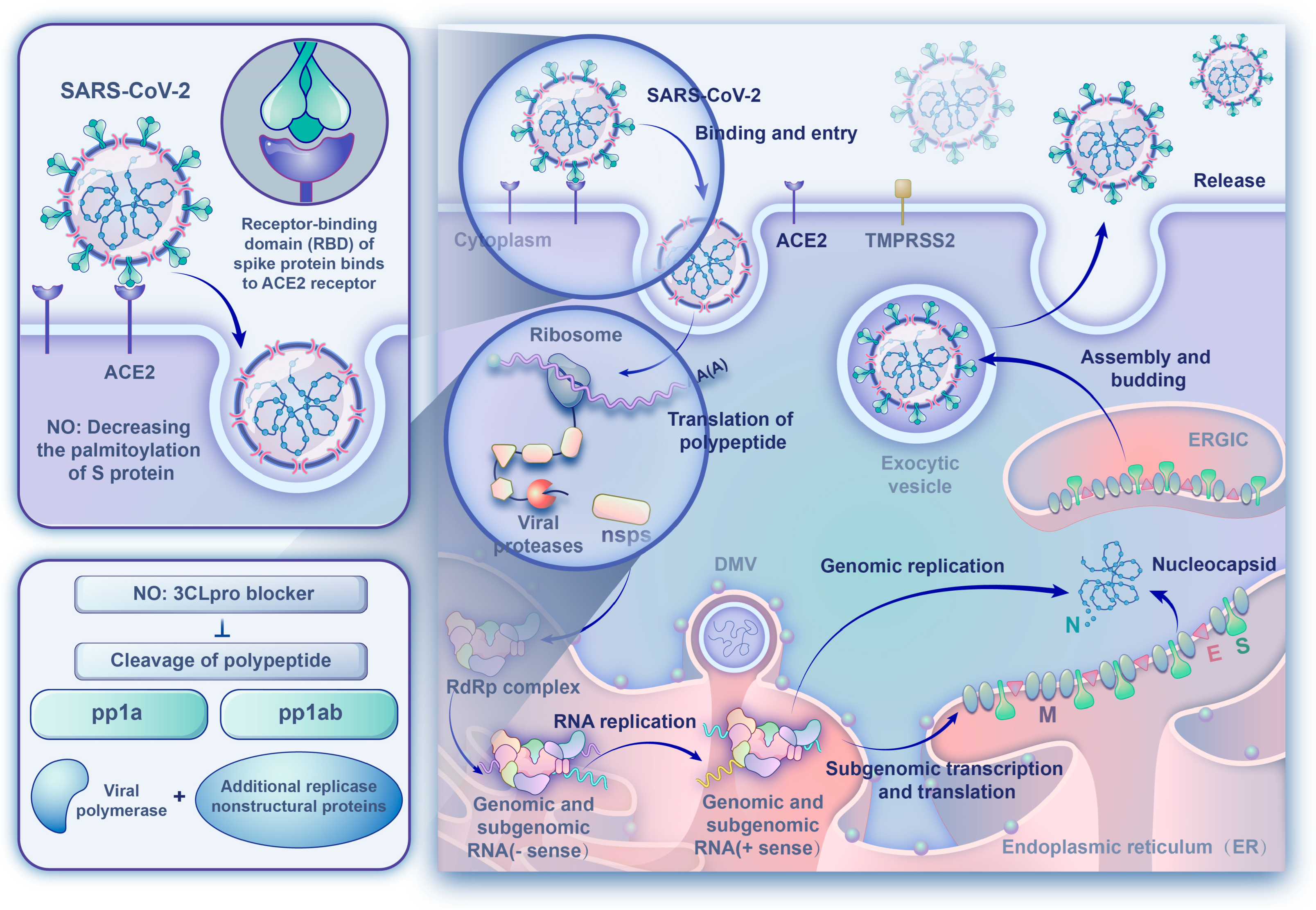 Ijms 24 17162 g001 Ijms 24 17162 g001