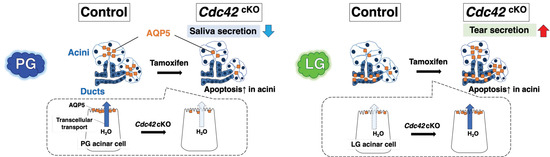 IJMS | Free Full-Text | Loss of Cdc42 in Exocrine Acini Decreases