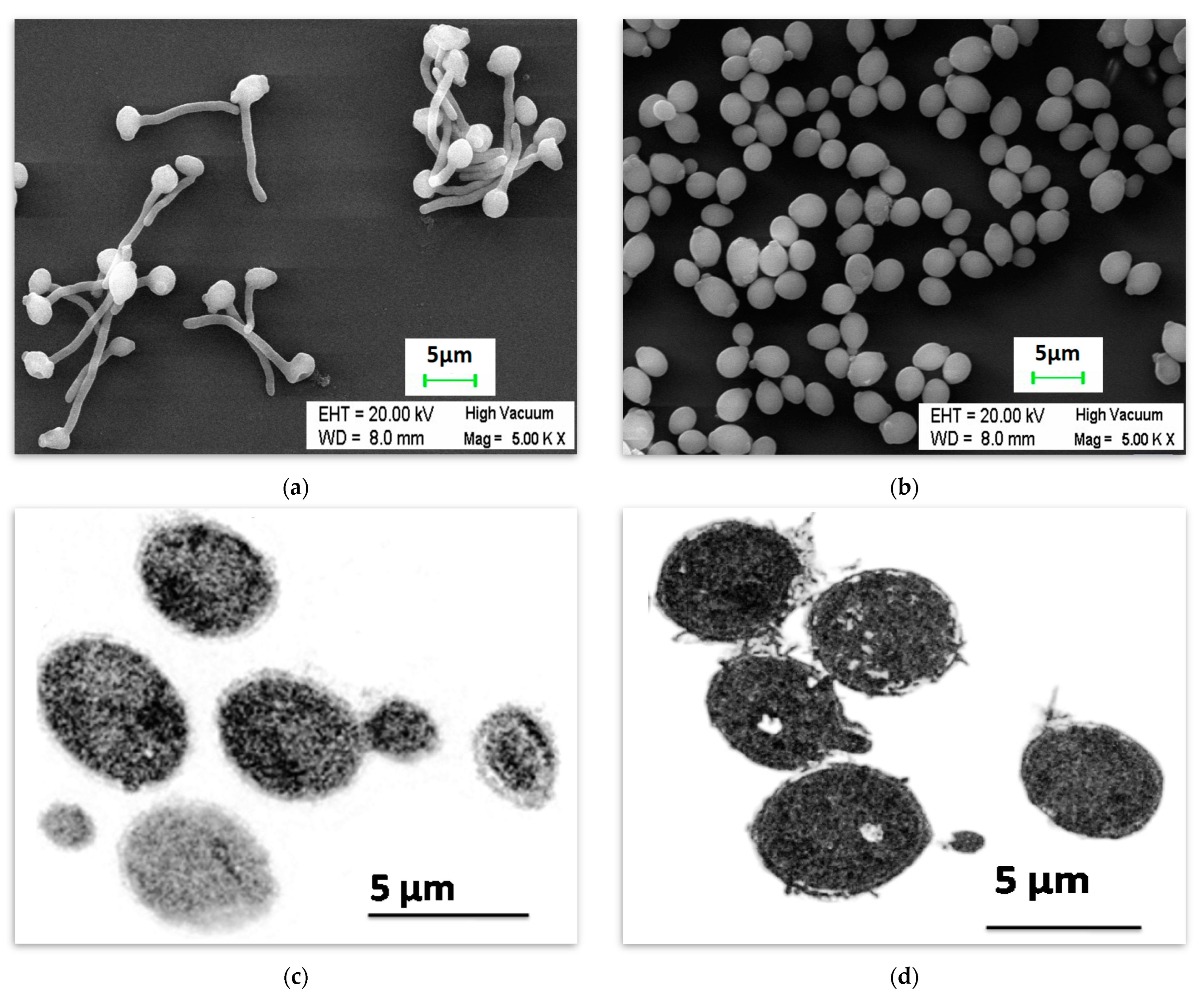 Ijms 24 17227 g001 Ijms 24 17227 g001