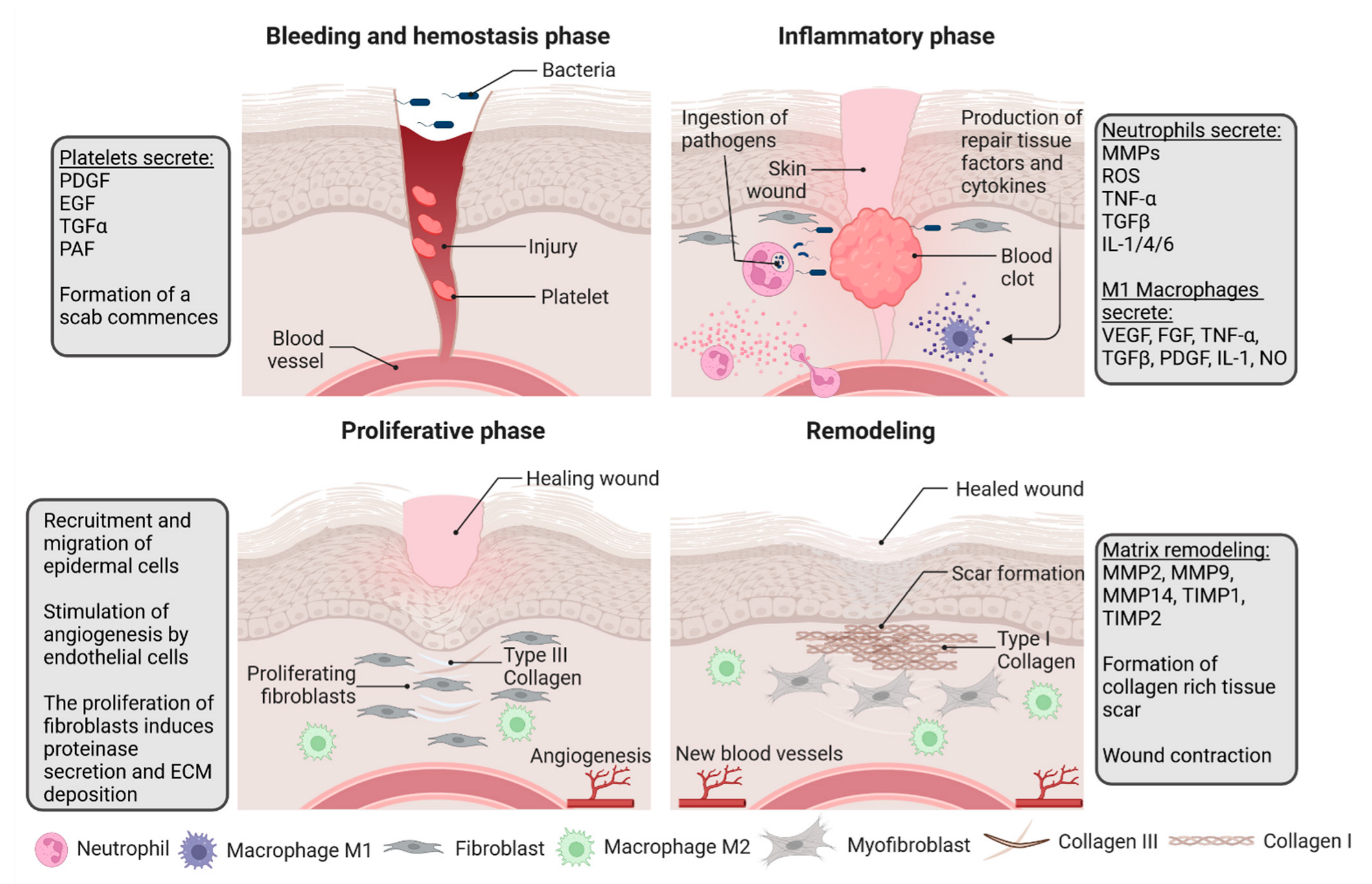 IJMS | Free Full-Text | Wound Microbiota and Its Impact on Wound Healing