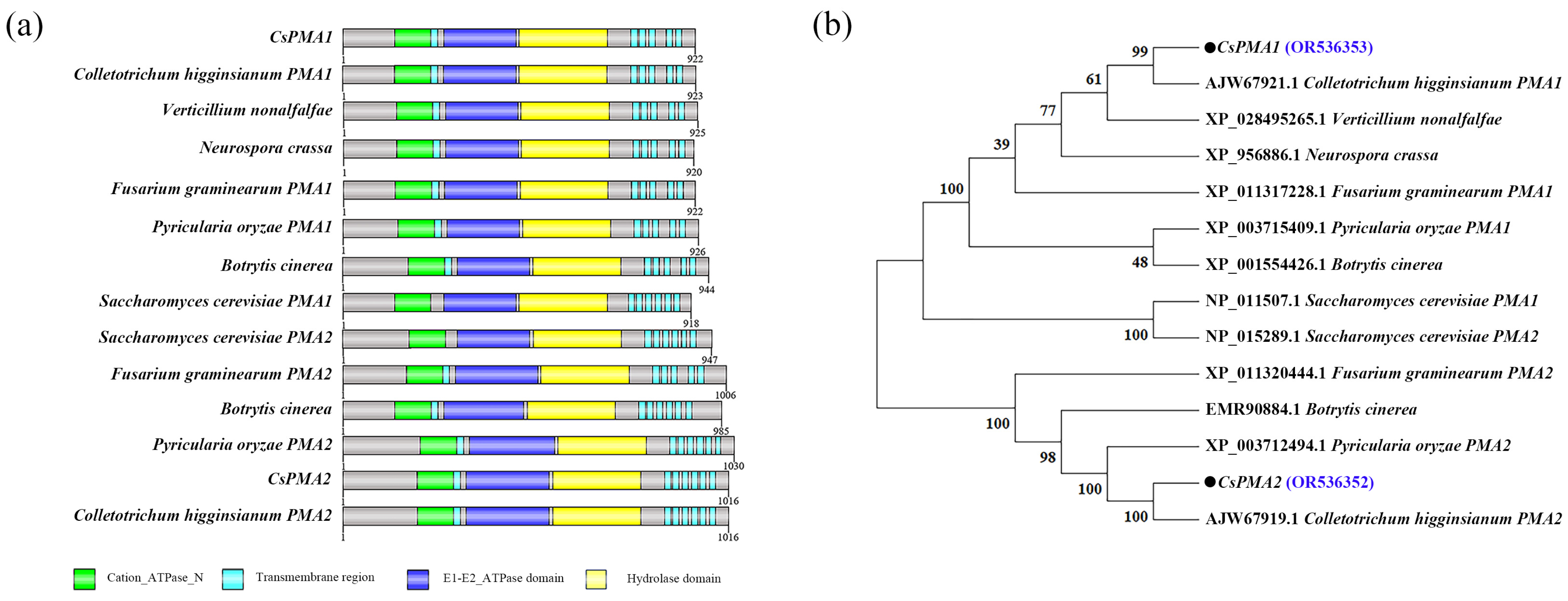 Ijms 24 17337 g001 Ijms 24 17337 g001