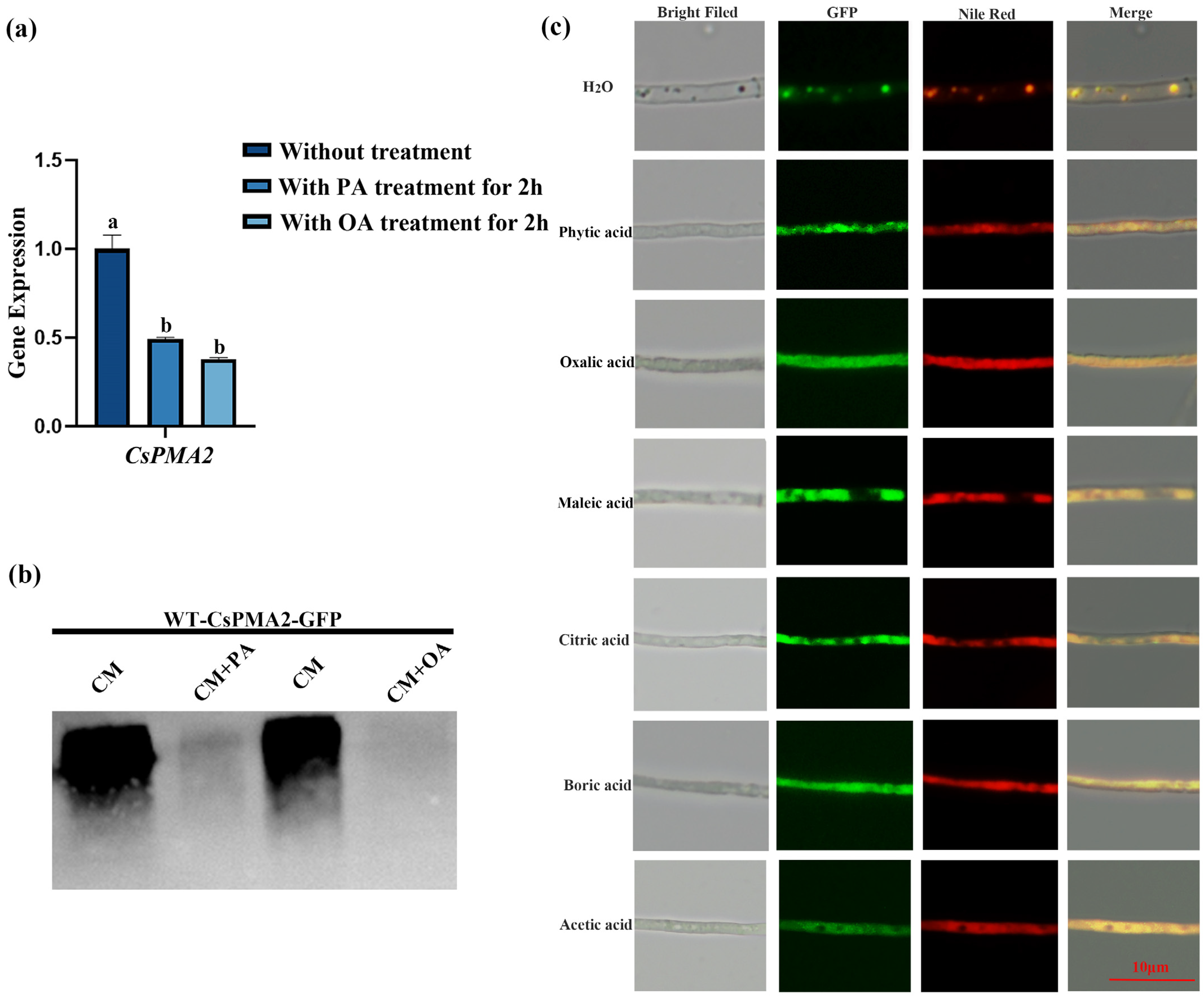 Ijms 24 17337 g008 Ijms 24 17337 g008