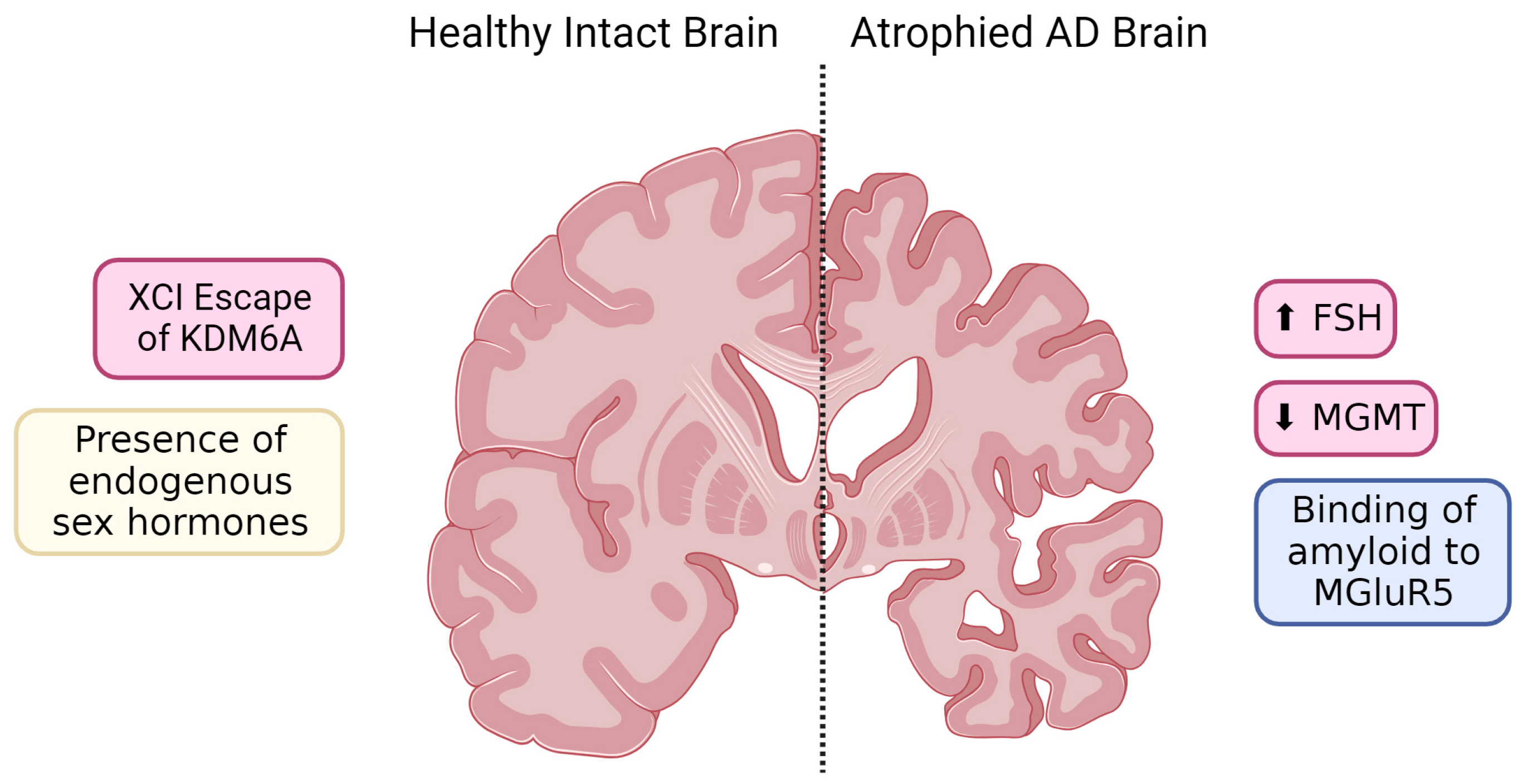 IJMS | Free Full-Text | Minding the Gap: Exploring Neuroinflammatory and  Microglial Sex Differences in Alzheimer’s Disease