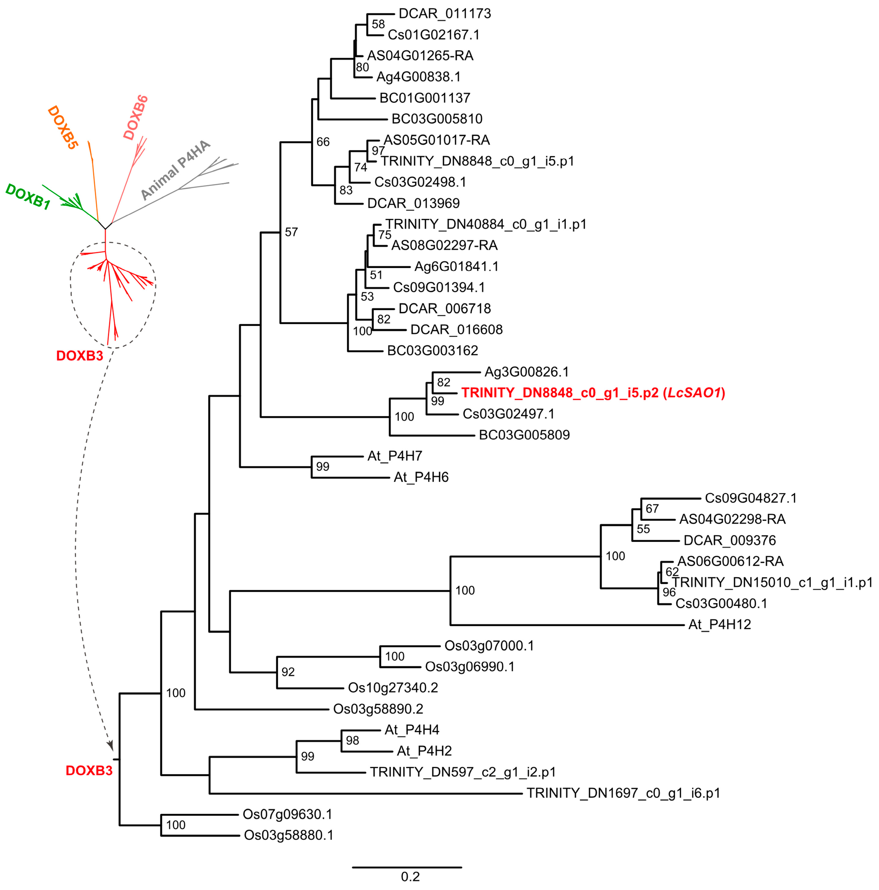 Ijms 24 17417 g004 Ijms 24 17417 g004