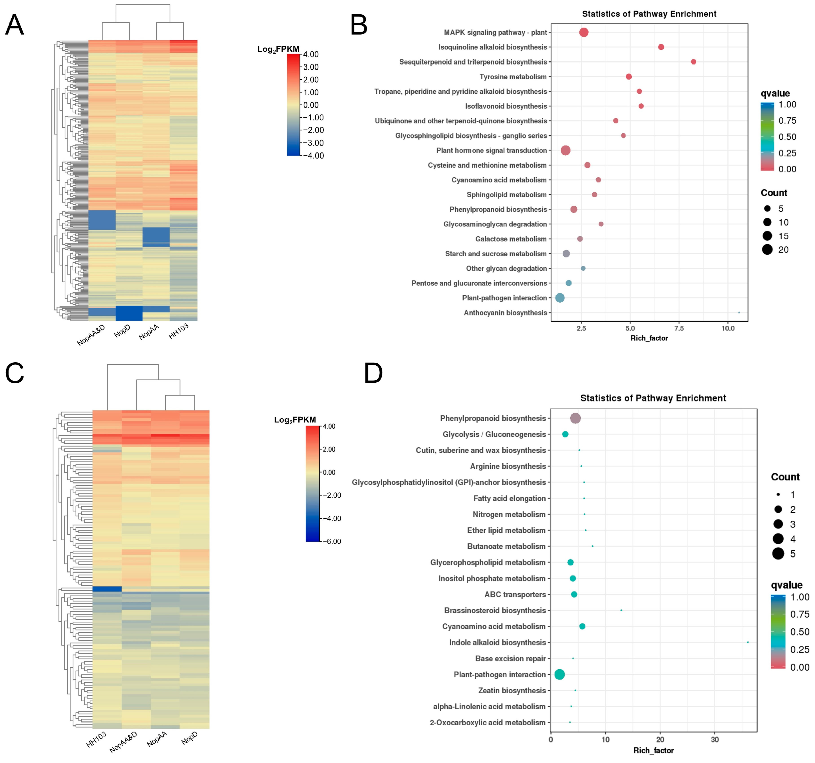 IJMS | Free Full-Text | NopAA and NopD Signaling Association-Related ...