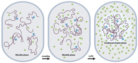 Ijms Free Full Text Macromolecular Crowding And Dna Bridging The Gap Between In Vitro And