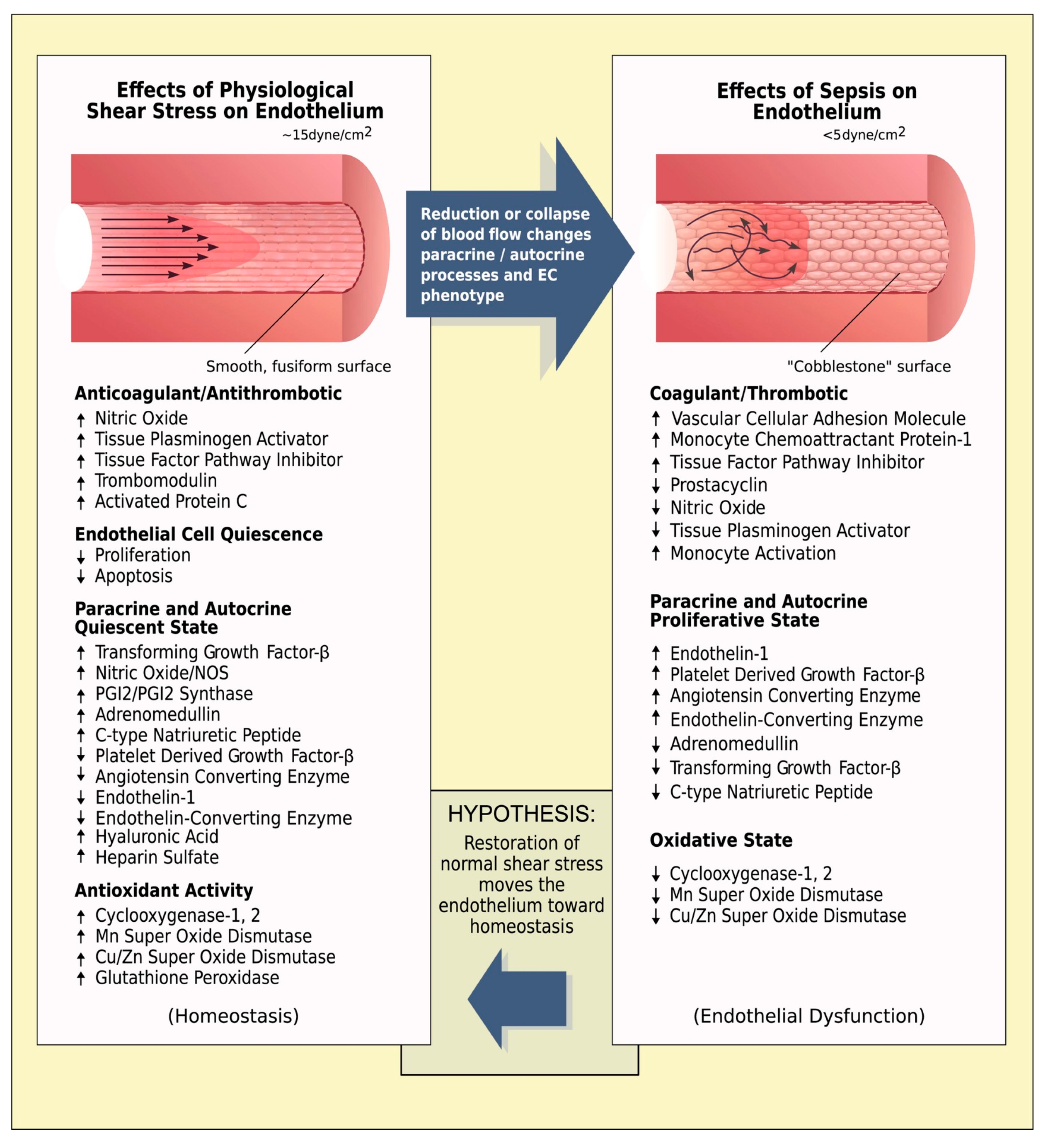 Ijms 24 17522 g002 Ijms 24 17522 g002
