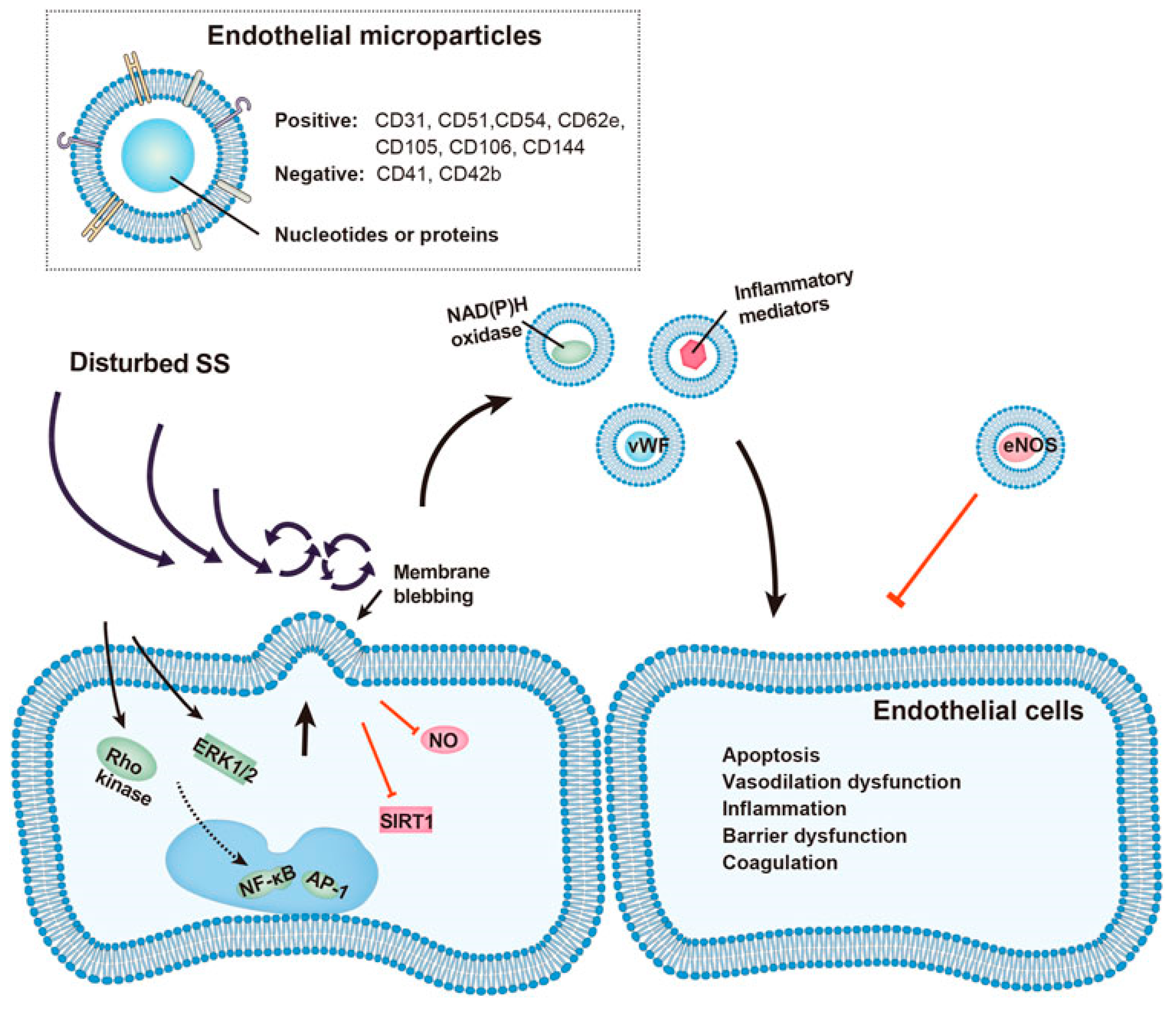 Ijms 24 17522 g004 Ijms 24 17522 g004
