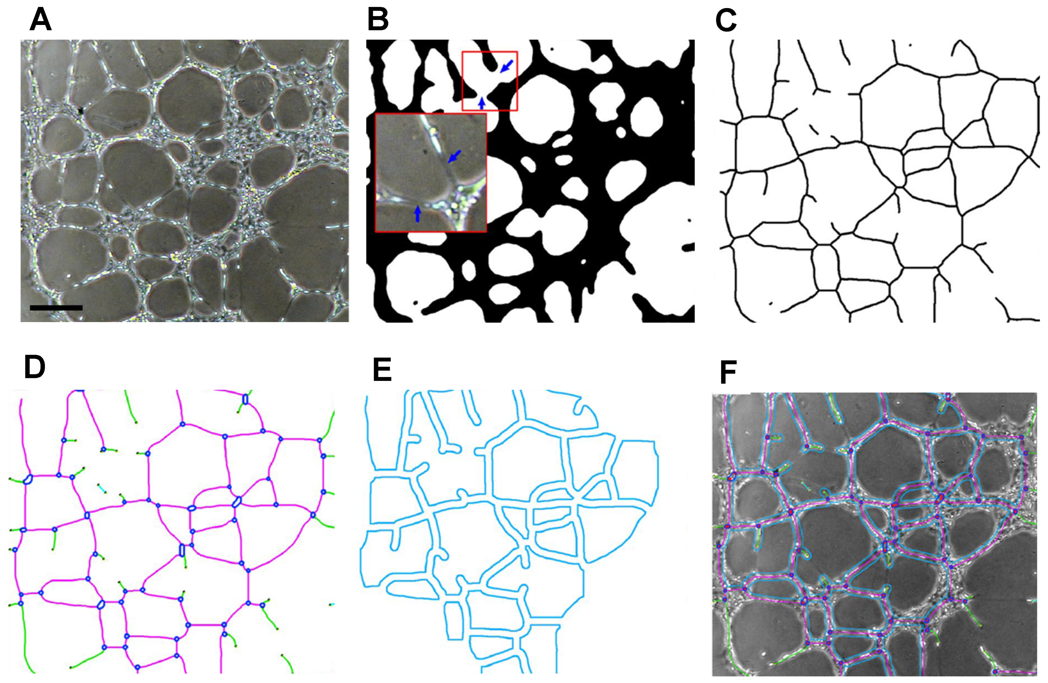Ijms 24 17625 g005 Ijms 24 17625 g005