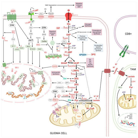 IJMS | Free Full-Text | Role of Glycolytic and Glutamine 
