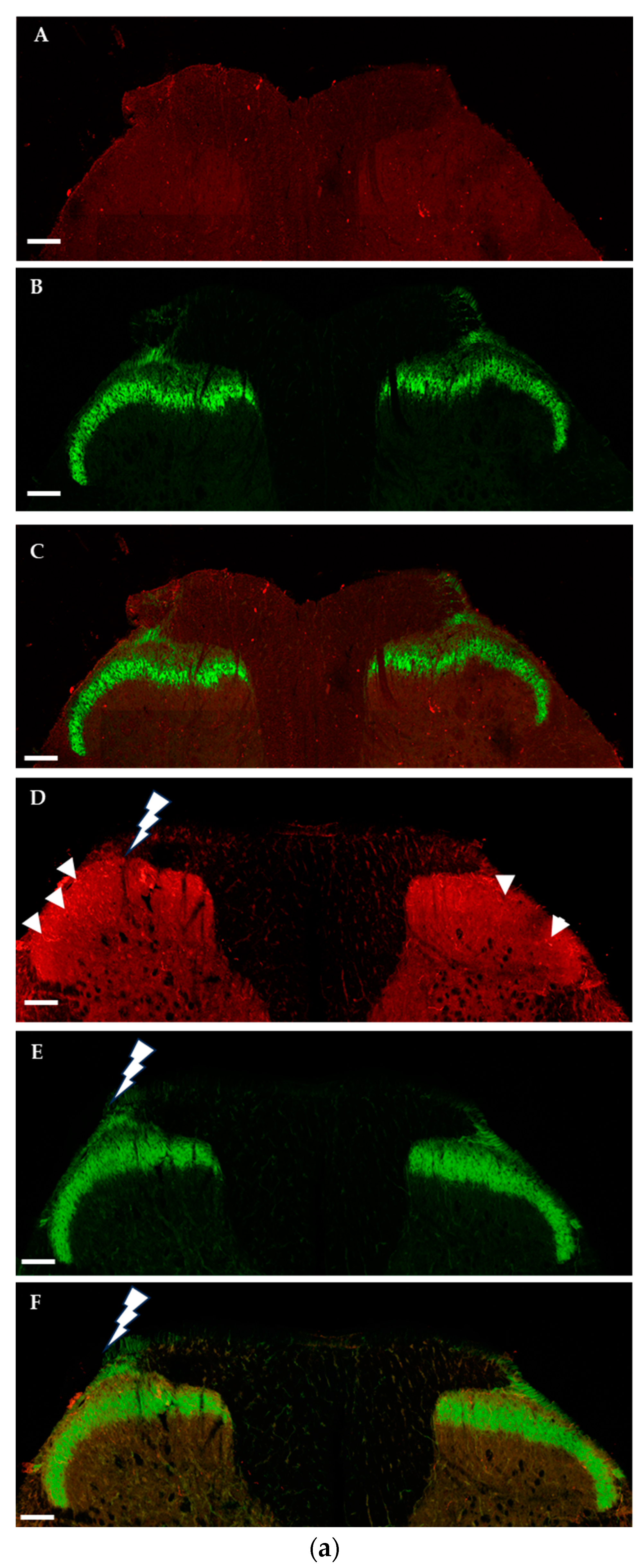 Ijms 25 00007 g002a Ijms 25 00007 g002a