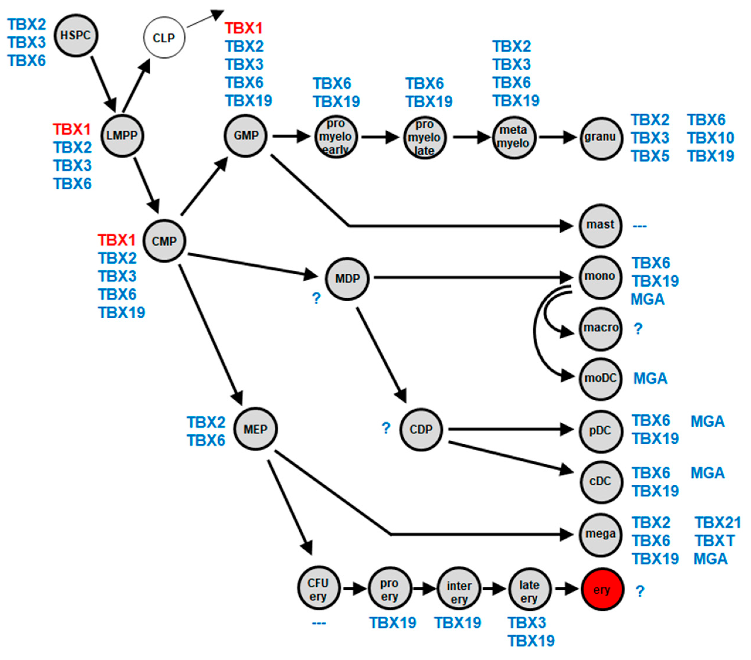 IJMS | Free Full-Text | Establishment Of The Myeloid TBX-Code Reveals ...