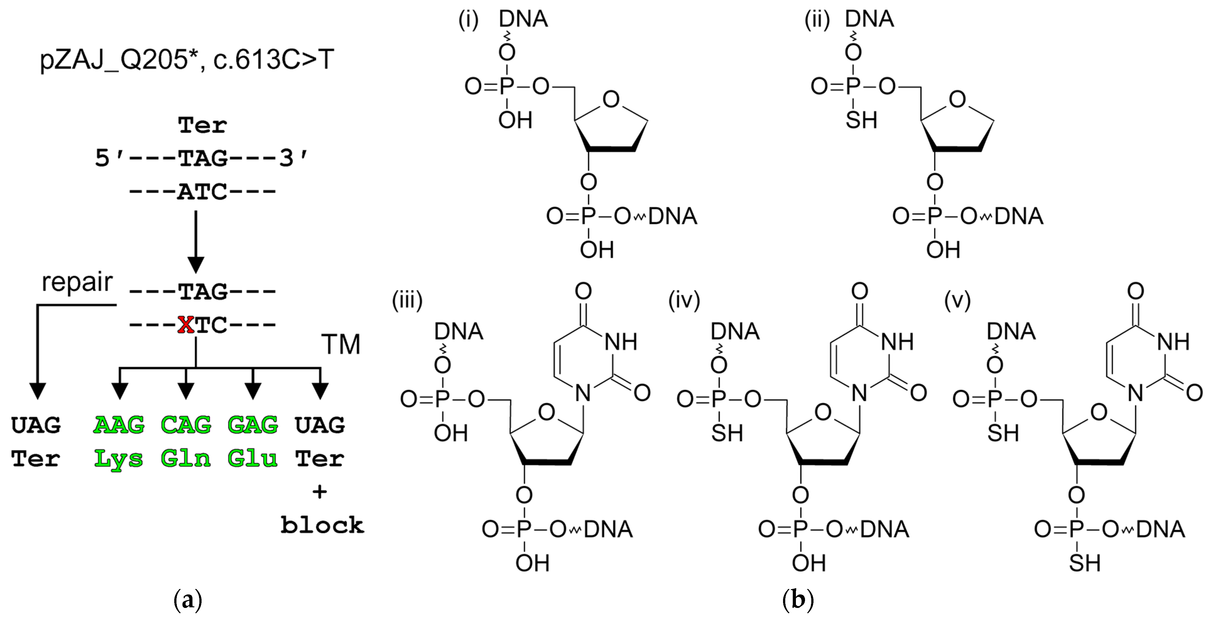 Ijms 25 00064 g001 Ijms 25 00064 g001