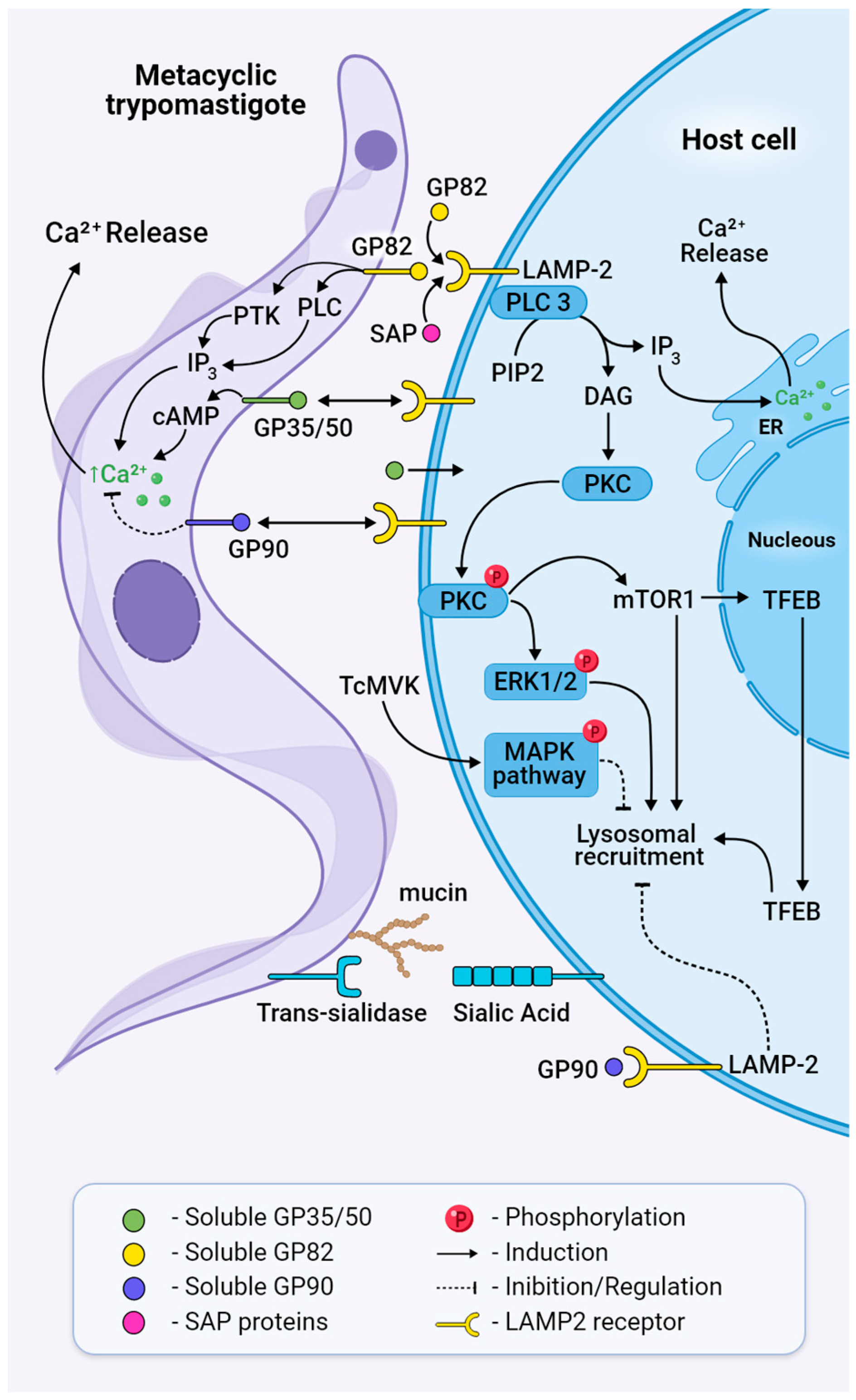 Ijms 25 00117 g005 Ijms 25 00117 g005