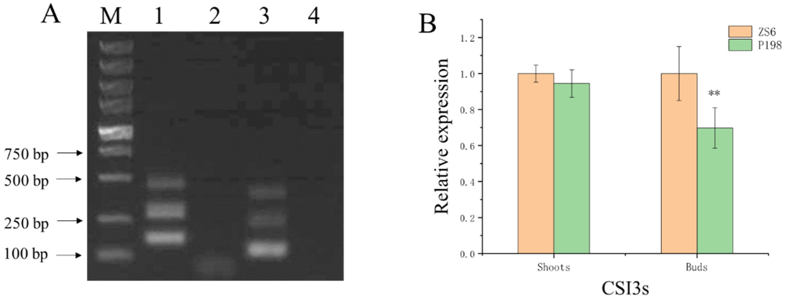 Ijms 25 00174 g007 Ijms 25 00174 g007