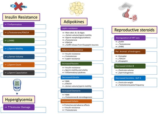 IJMS | Free Full-Text | The Molecular Basis of Male Infertility in ...