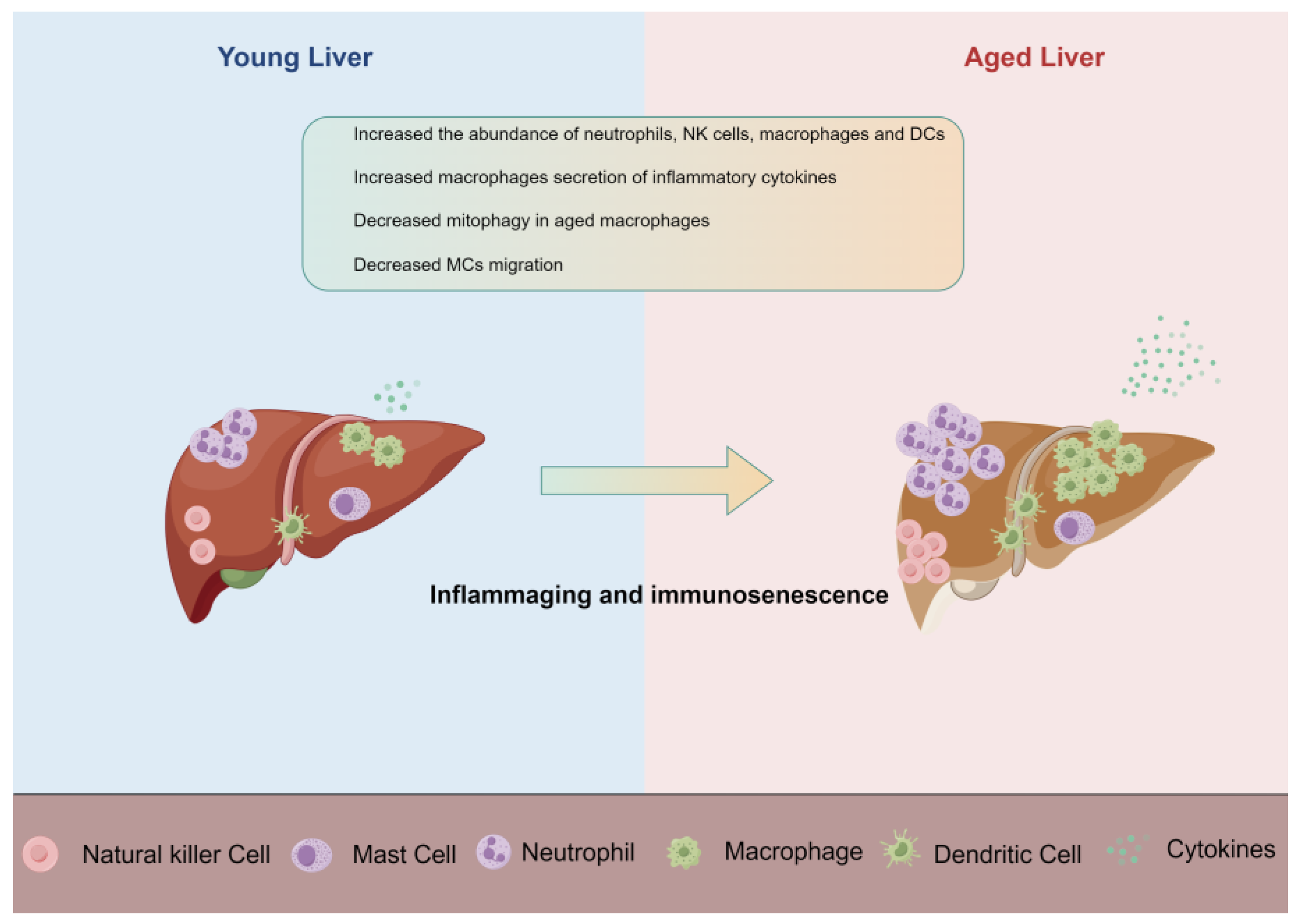 Ijms 25 00181 g001 Ijms 25 00181 g001
