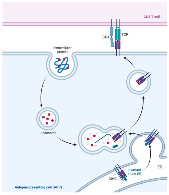 The ins and outs of MHC class II-mediated antigen processing and  presentation