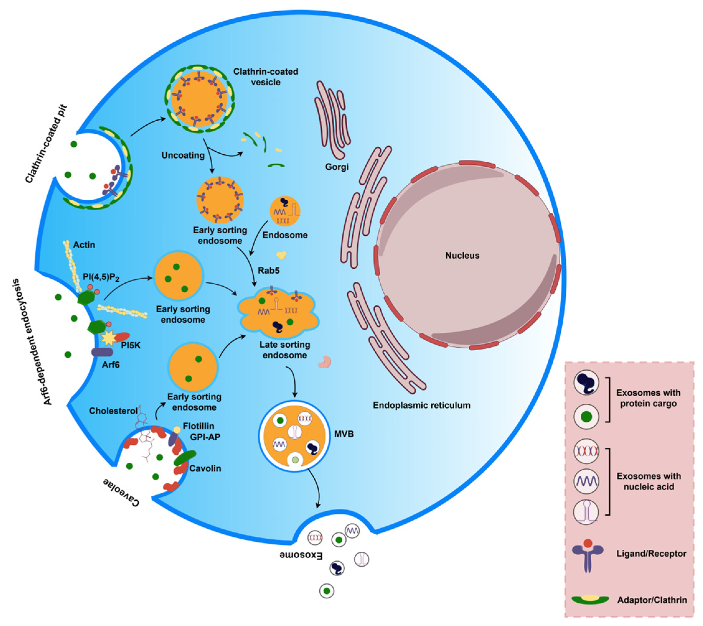 IJMS | Free Full-Text | The Regulation of Exosome Generation and